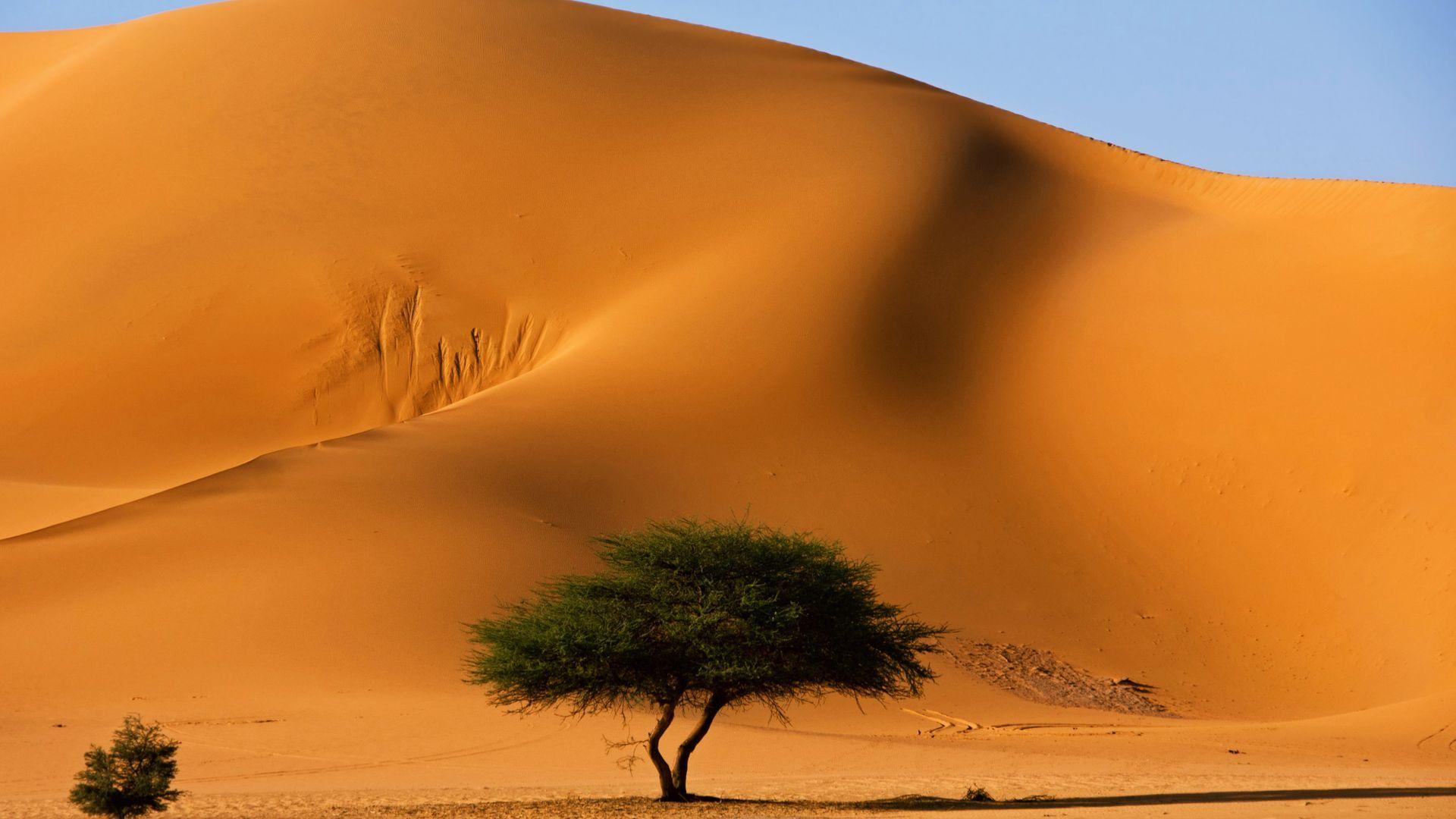 Desert Trees and Sand Dune HD Wallpaper