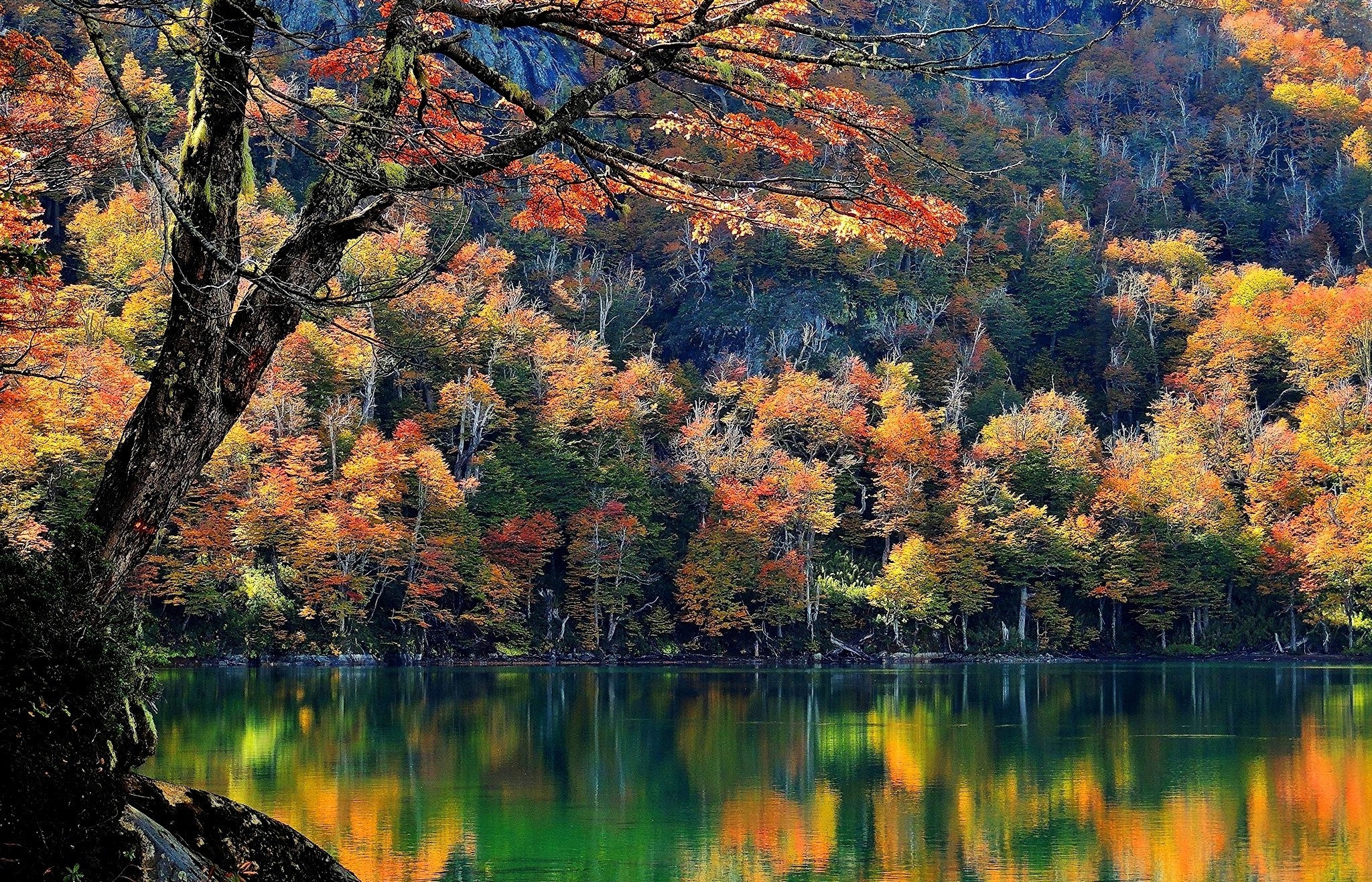 Chile, Lake, Trees, Fall, Mountain, Forest, Water, Nature