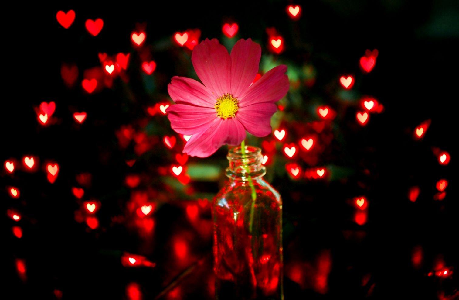 Flower Pink Jar Lights Red Hearts HD Wallpaper. Wallpaper