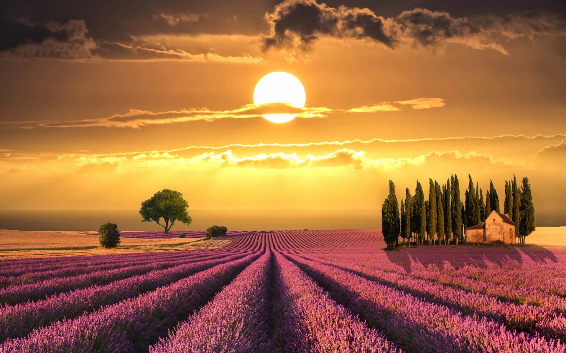 Sunset over Lavender fields in Tuscany Wallpaper free desktop