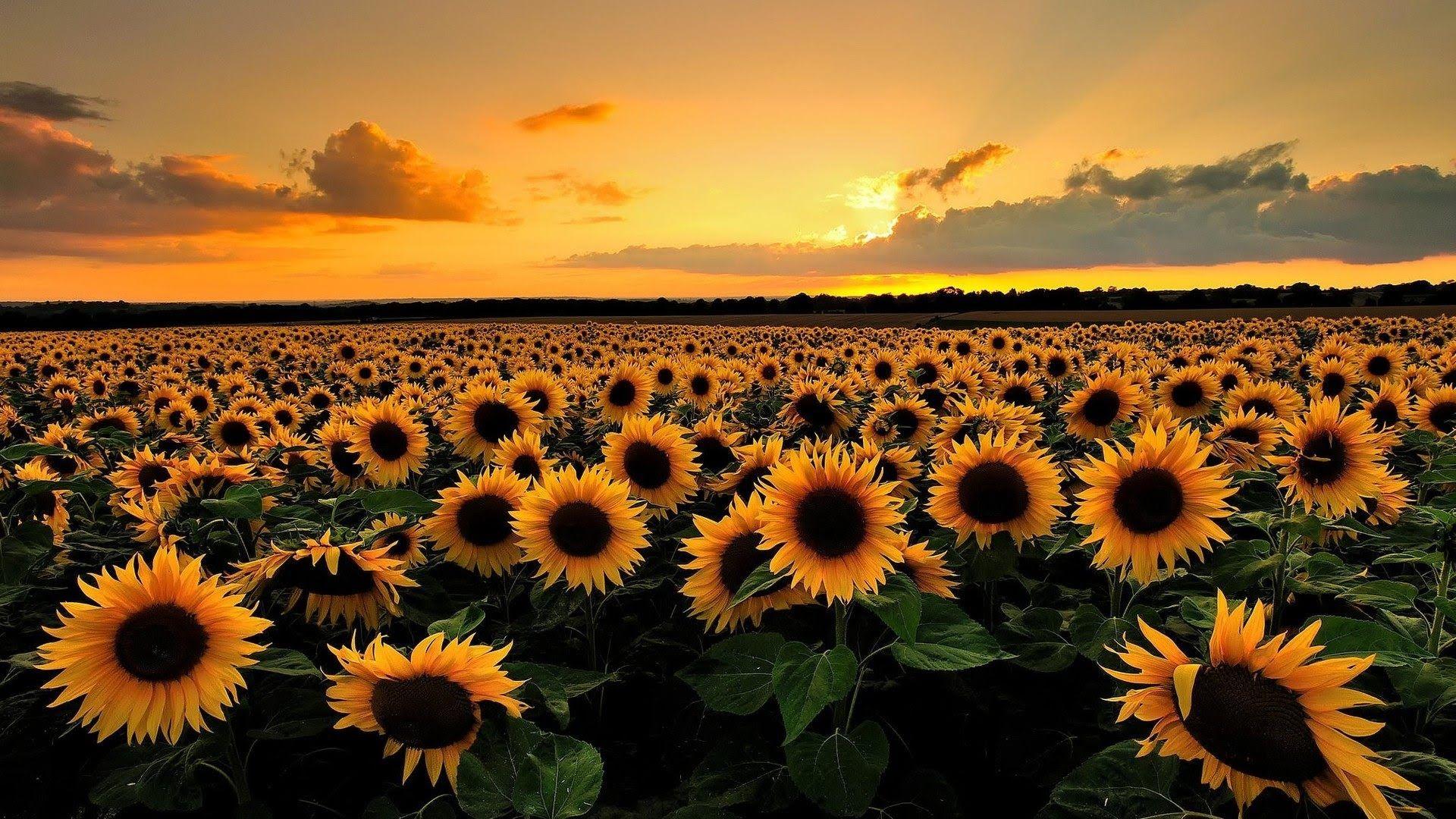 The largest sunflower field (Italy)
