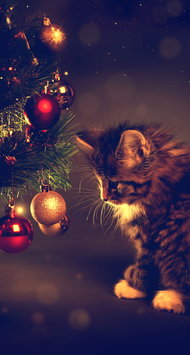 Wallpaper iPhone #holidays#cute kitten⚪️. Cat wallpaper, Wallpaper iphone christmas, Kitten wallpaper
