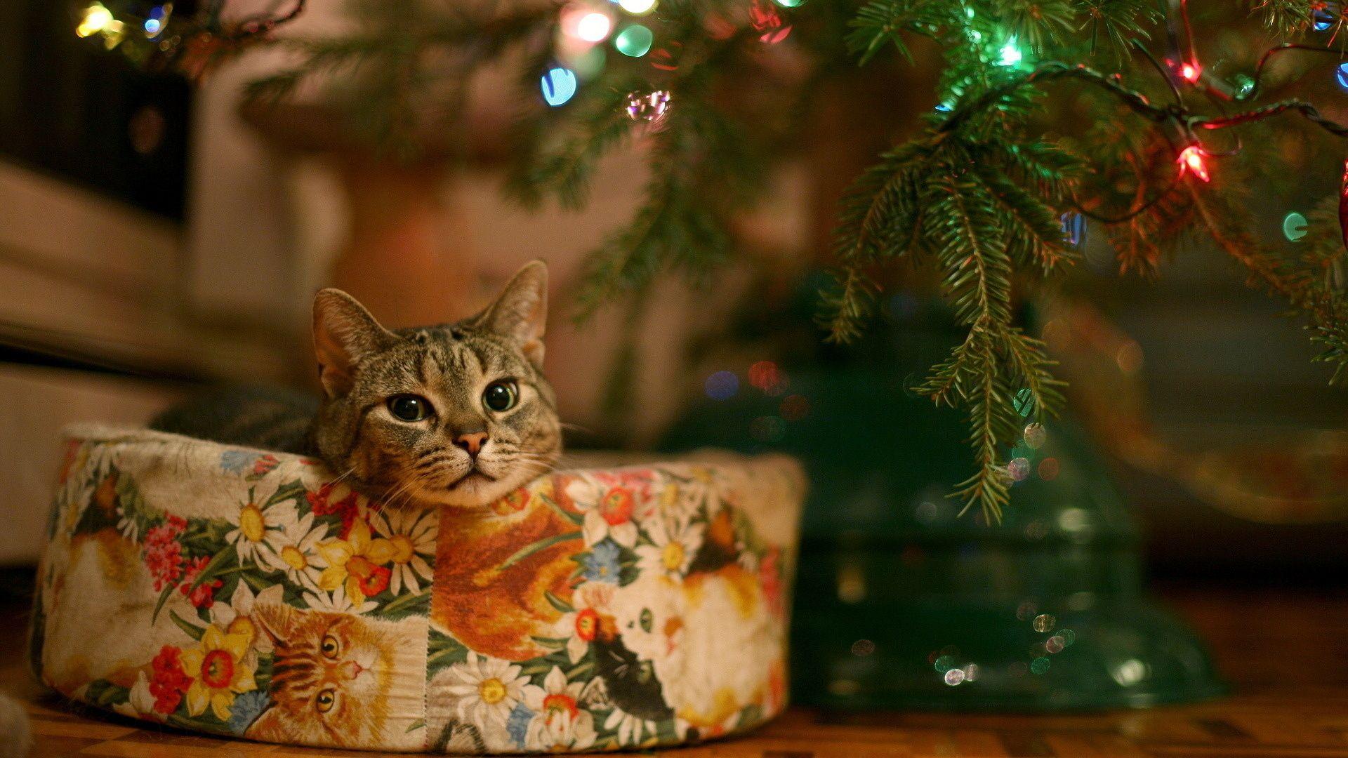 download cute christmas cat full HD 1080p wallpaper