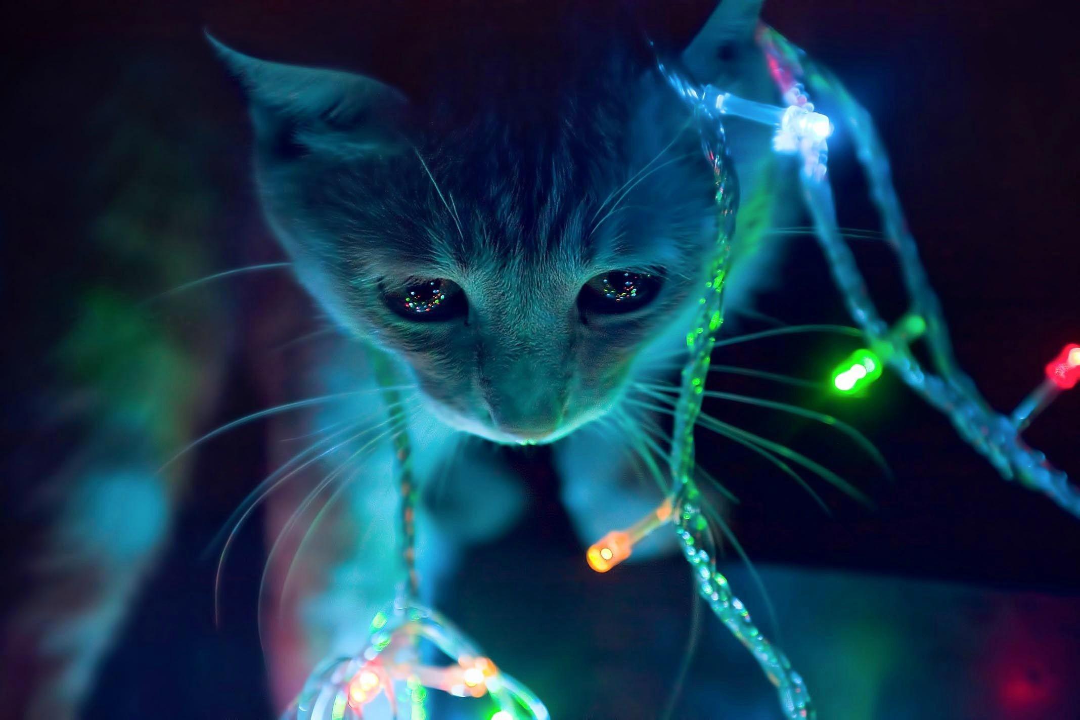 3D Animated Cat In Winter Christmas Lights Hd Background Christmas Lights Wallpaper. Christmas Cats, Cat Wallpaper, Cats