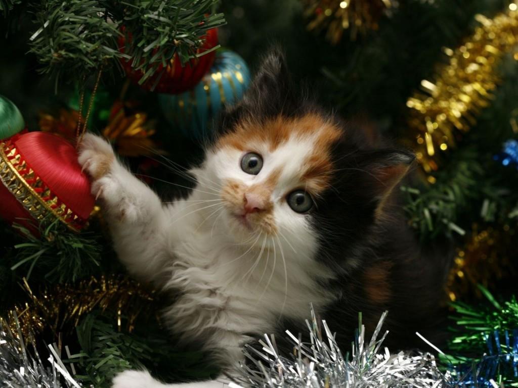 Tips To Cat Proof Your Christmas Tree