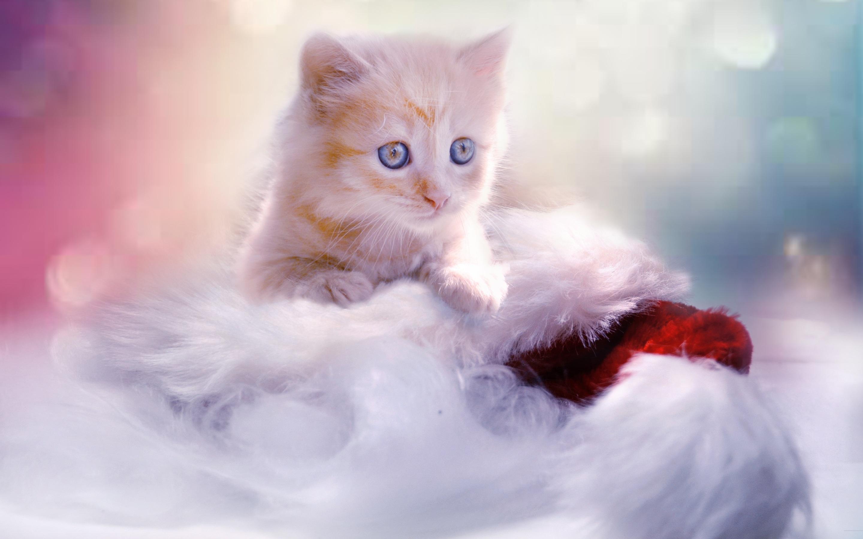 Christmas Kitten Macbook Pro Retina HD 4k