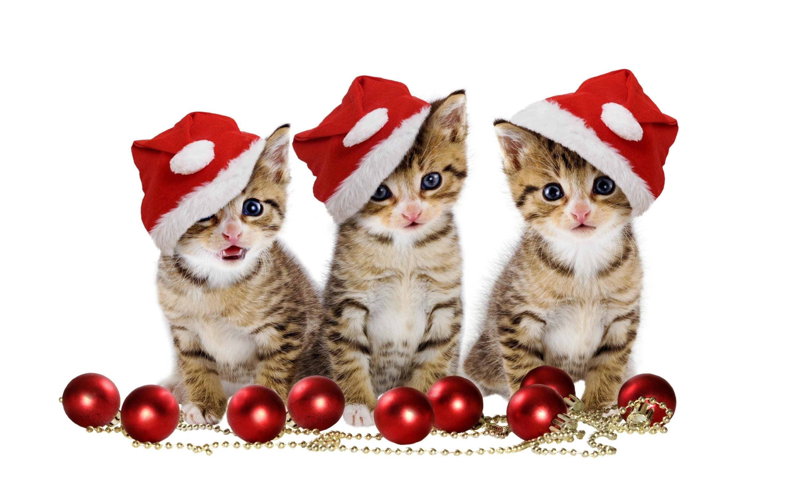 Christmas Kittens Wallpaper
