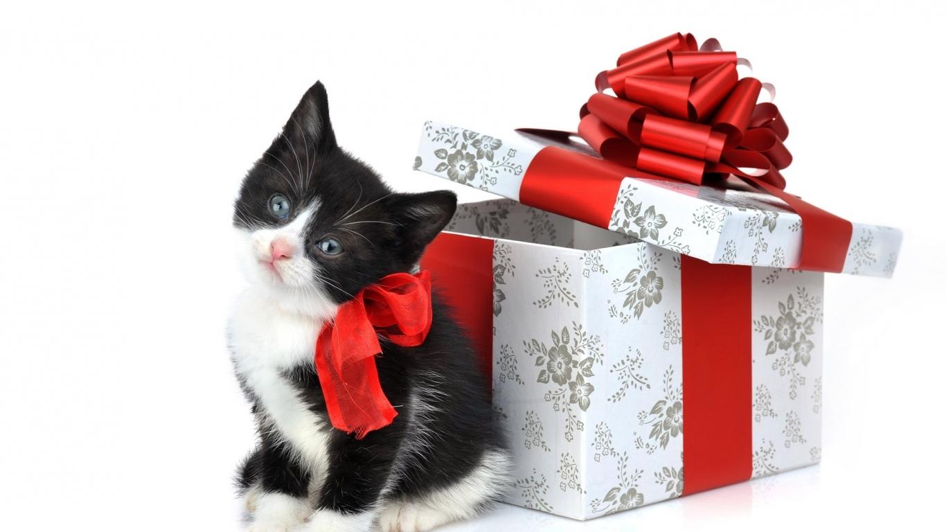 Very Cute Kittens Wallpaper Christmas Black