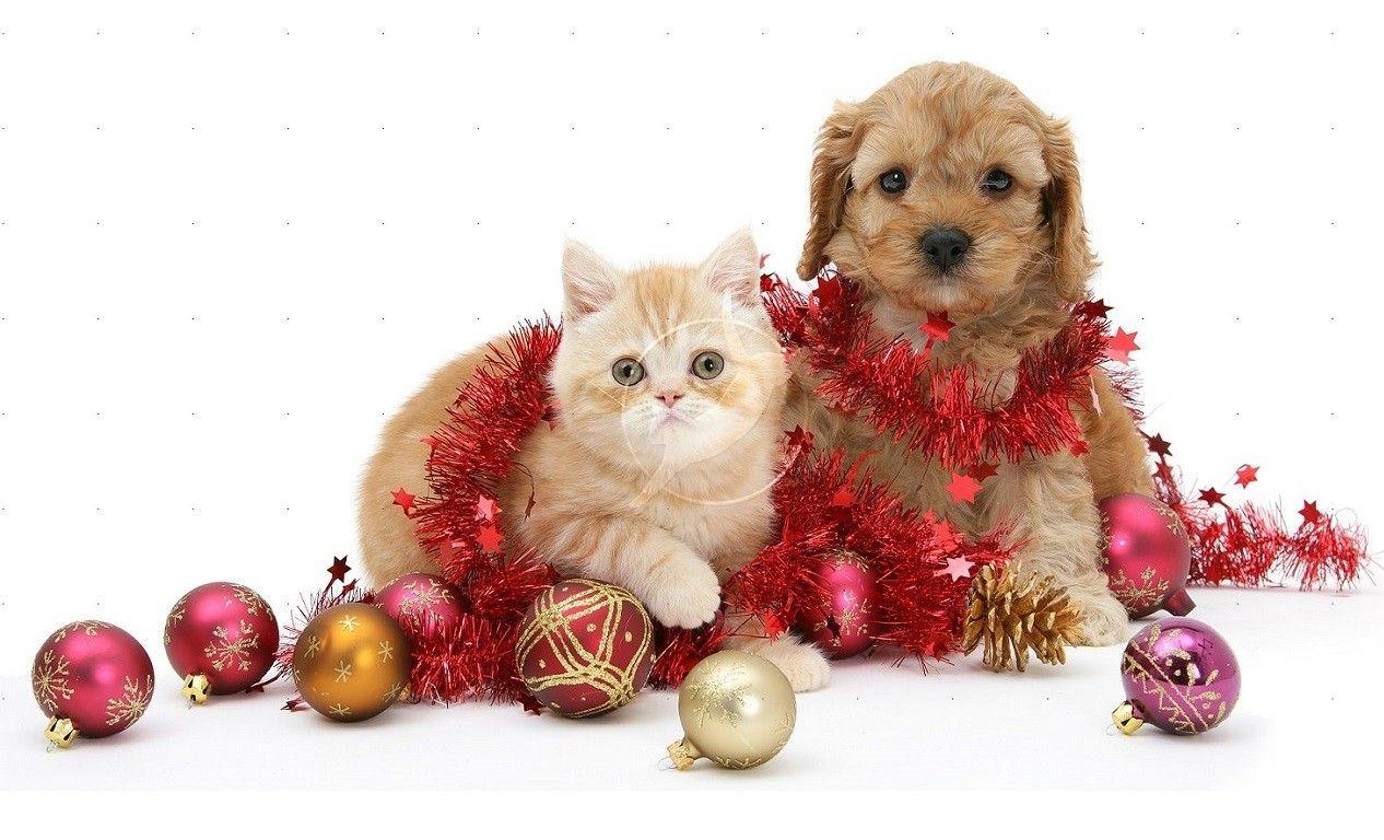 Puppy and Kitten Christmas Wallpaper at