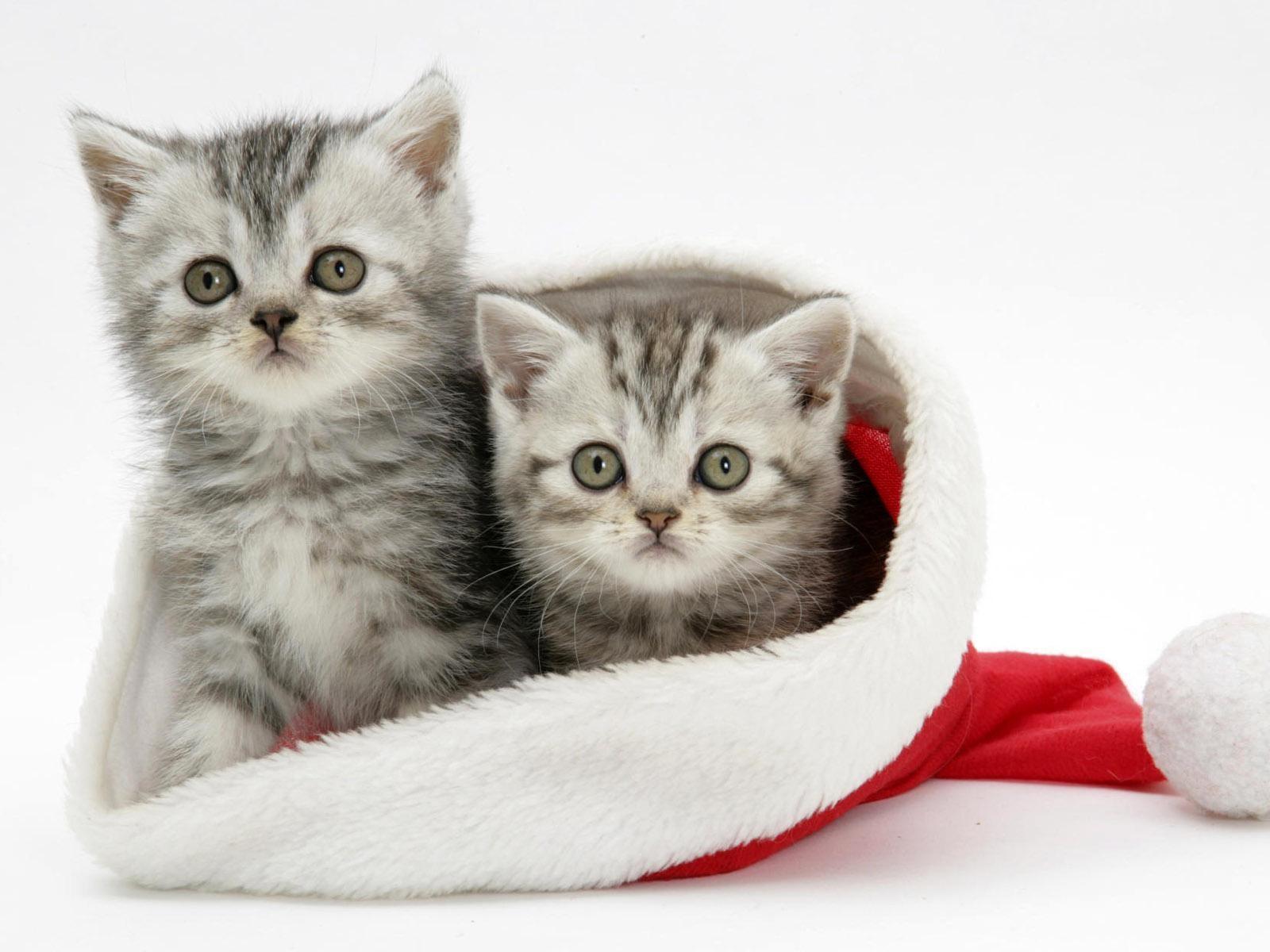 Cute Christmas Kittens HD desktop wallpaper, Widescreen