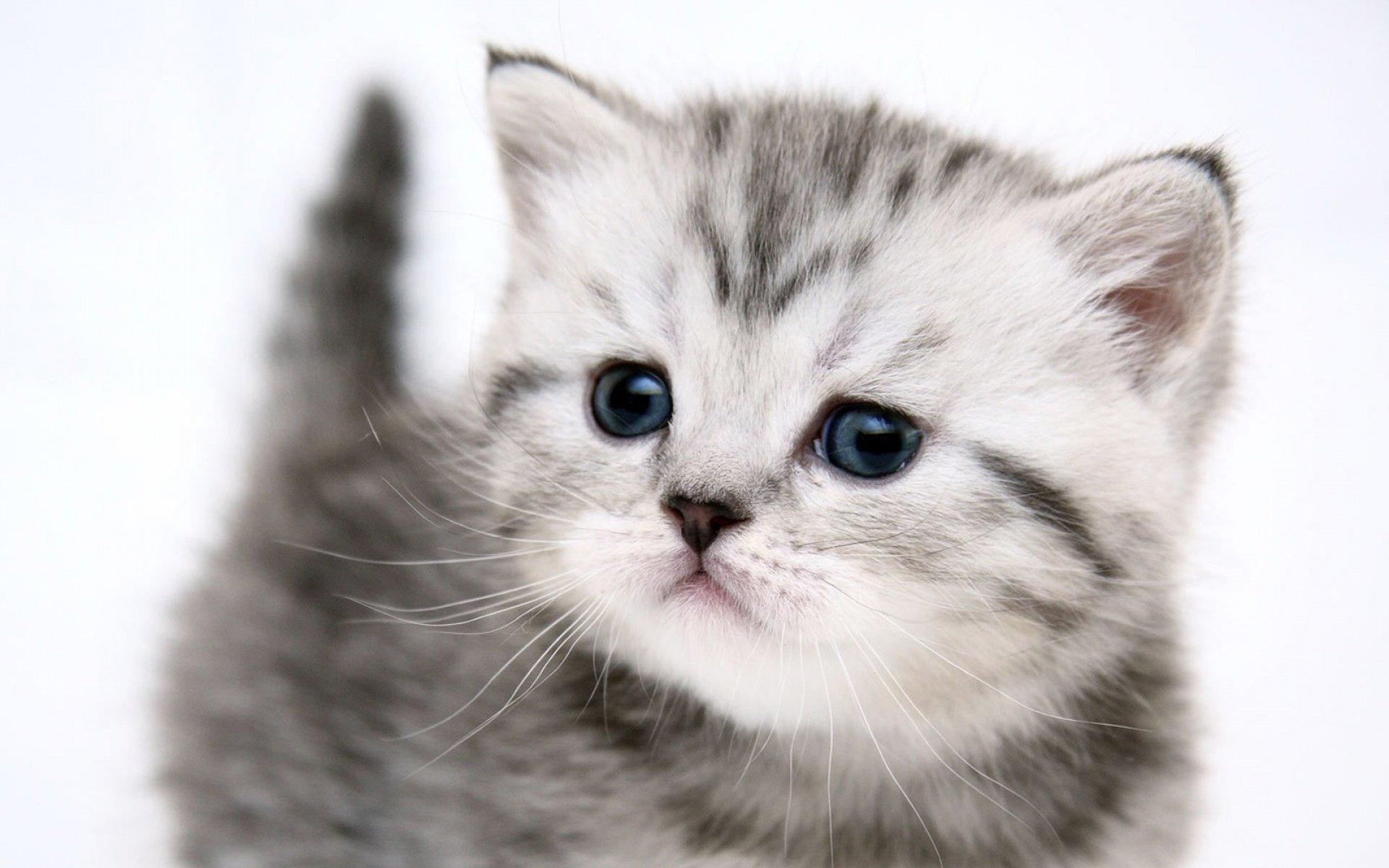 Cute Kittens In Costumes Wallpaper Cute Kitten Wallpaper