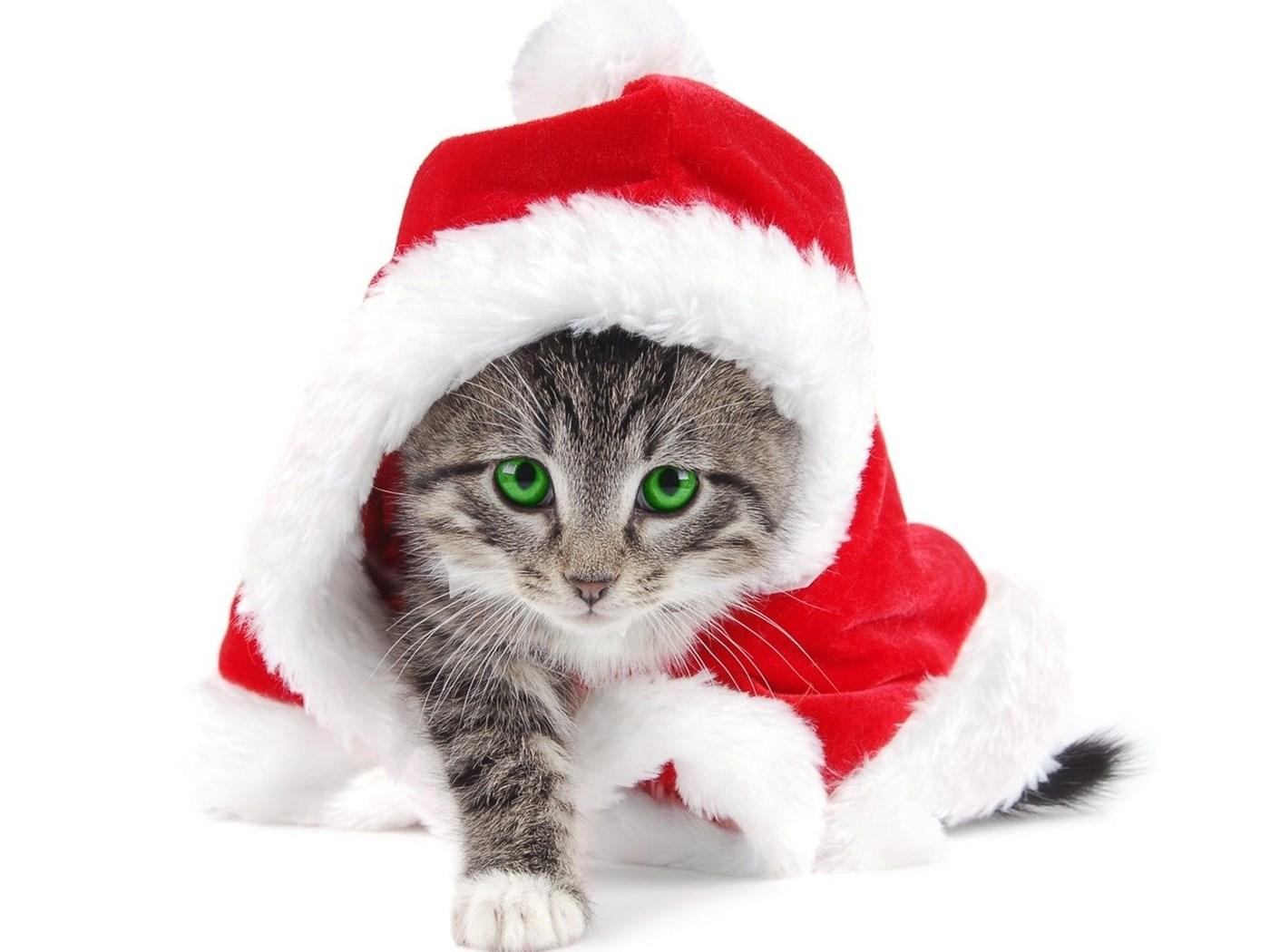 Image Wearing Christmas Hats Little Cat Kitten Cute