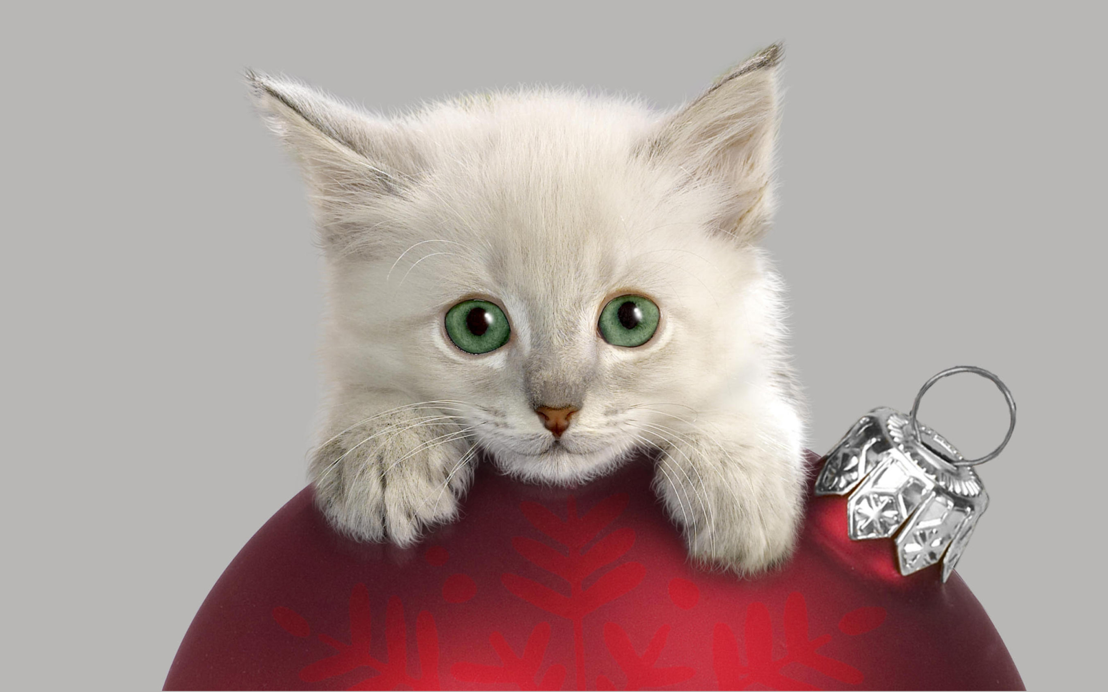 Christmas Kitten Widescreen Wallpaper HD, Wallpaper13.com
