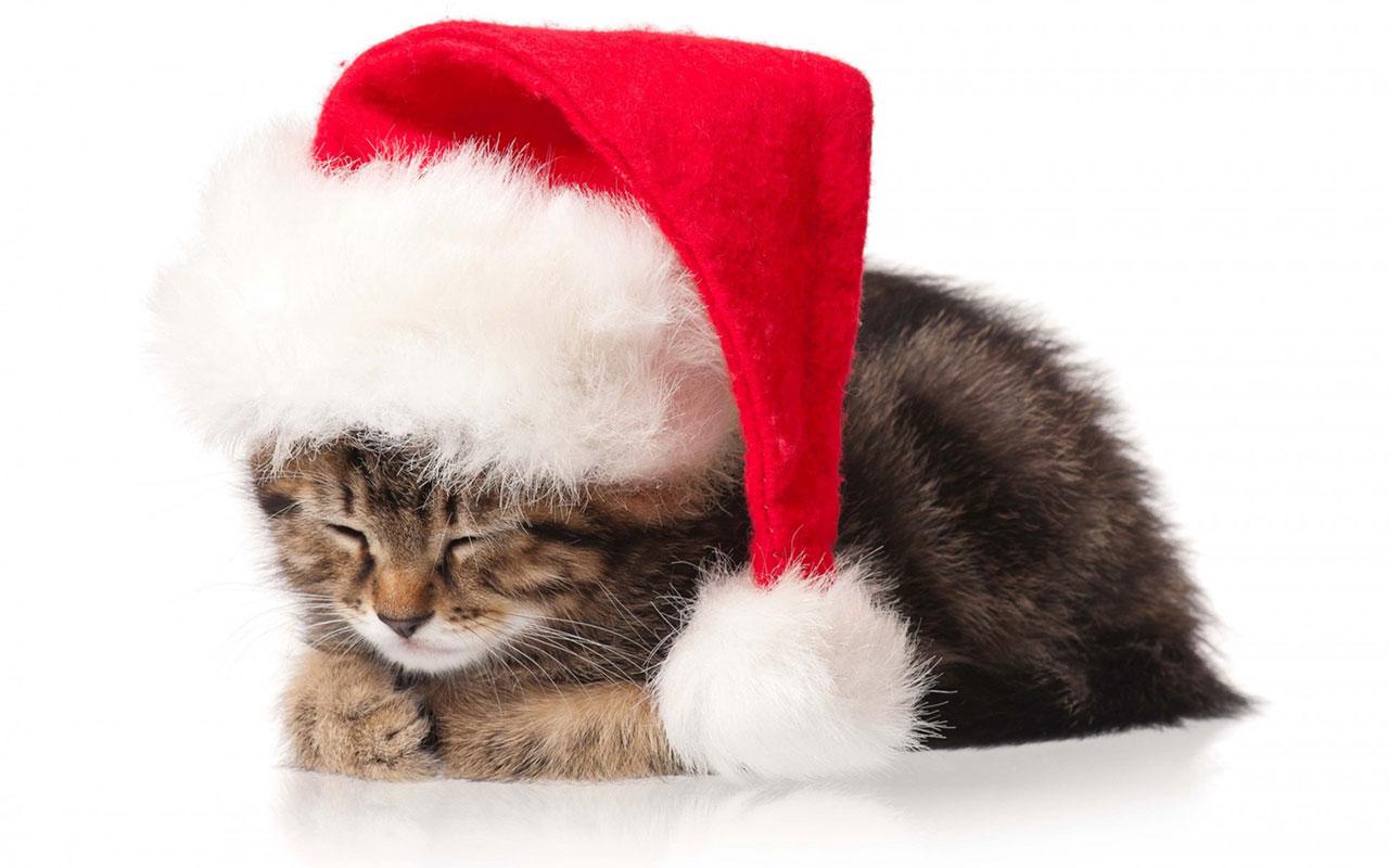 Free download Christmas cute kittens wallpaper5 Holiday Wallpaper [1280x800] for your Desktop, Mobile & Tablet. Explore Christmas Kitten Wallpaper. Christmas Cat Wallpaper, Cat Picture for Wallpaper, Kitten Wallpaper Free Download