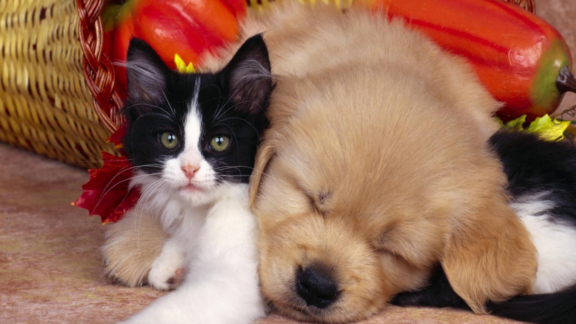 Puppies and Kittens Wallpaper