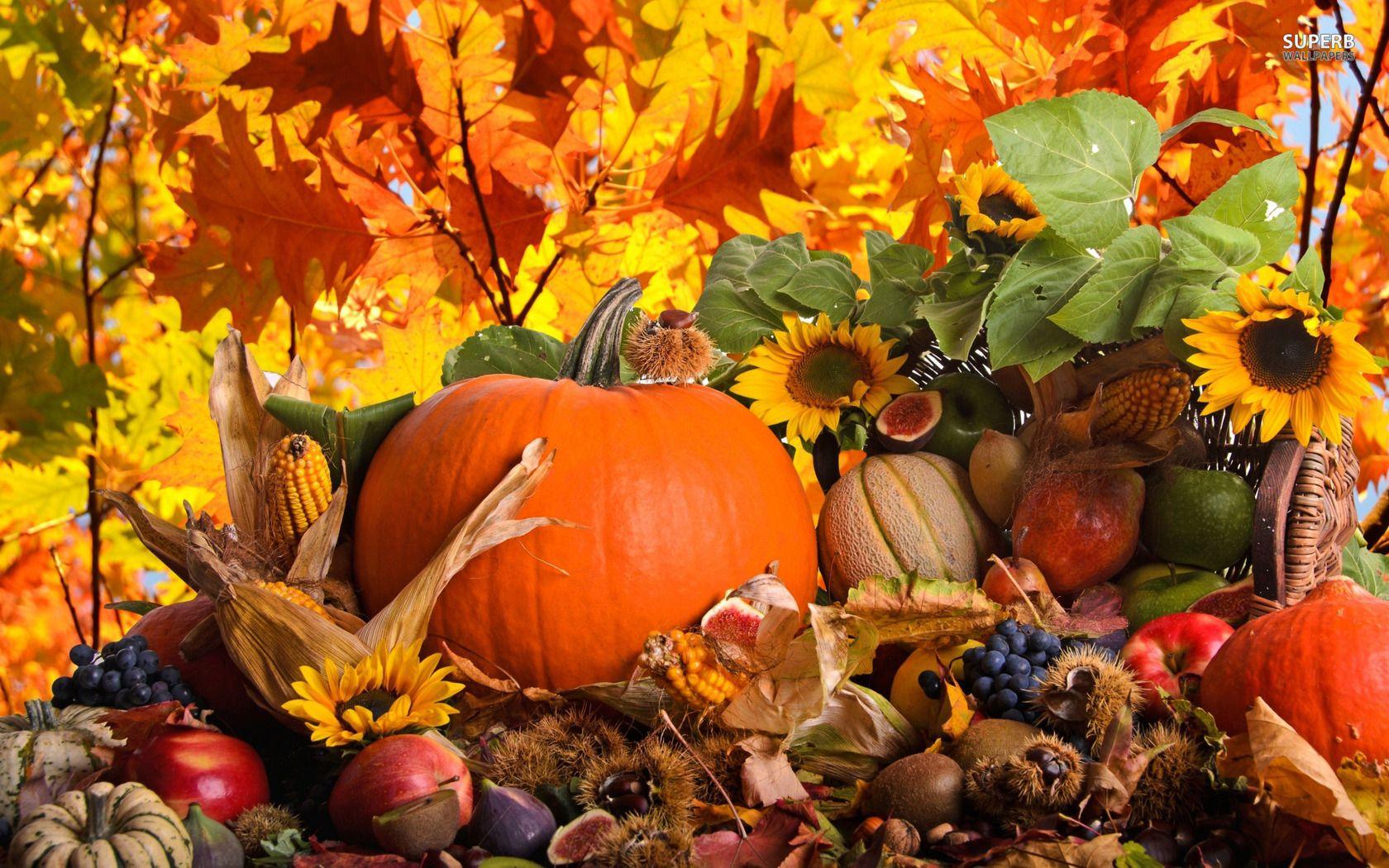 Download Fall Harvest Background for iphone, pc desktop, android, or mac. iphone, nature,. Pumpkin wallpaper, Thanksgiving wallpaper, Free thanksgiving wallpaper