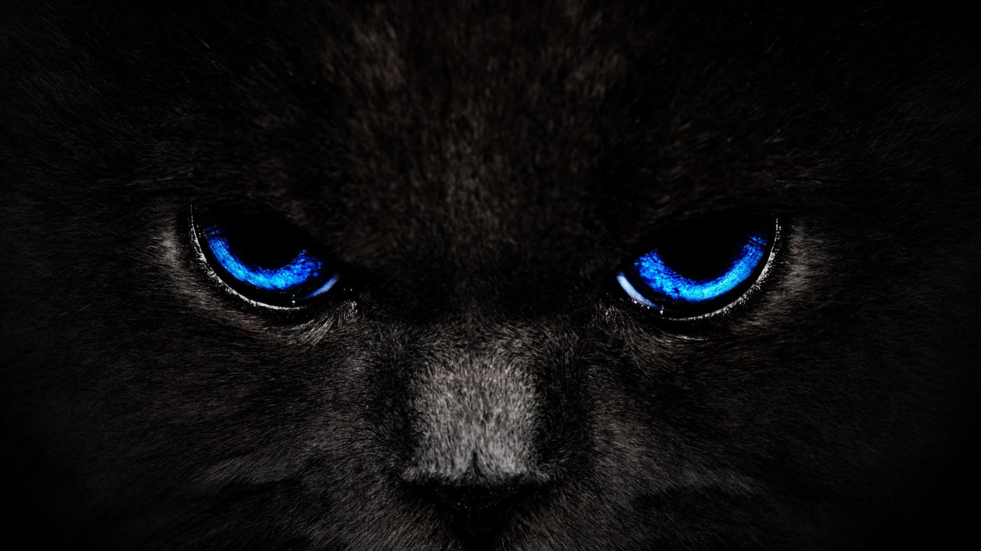 Carolina Panthers HD Wallpaper