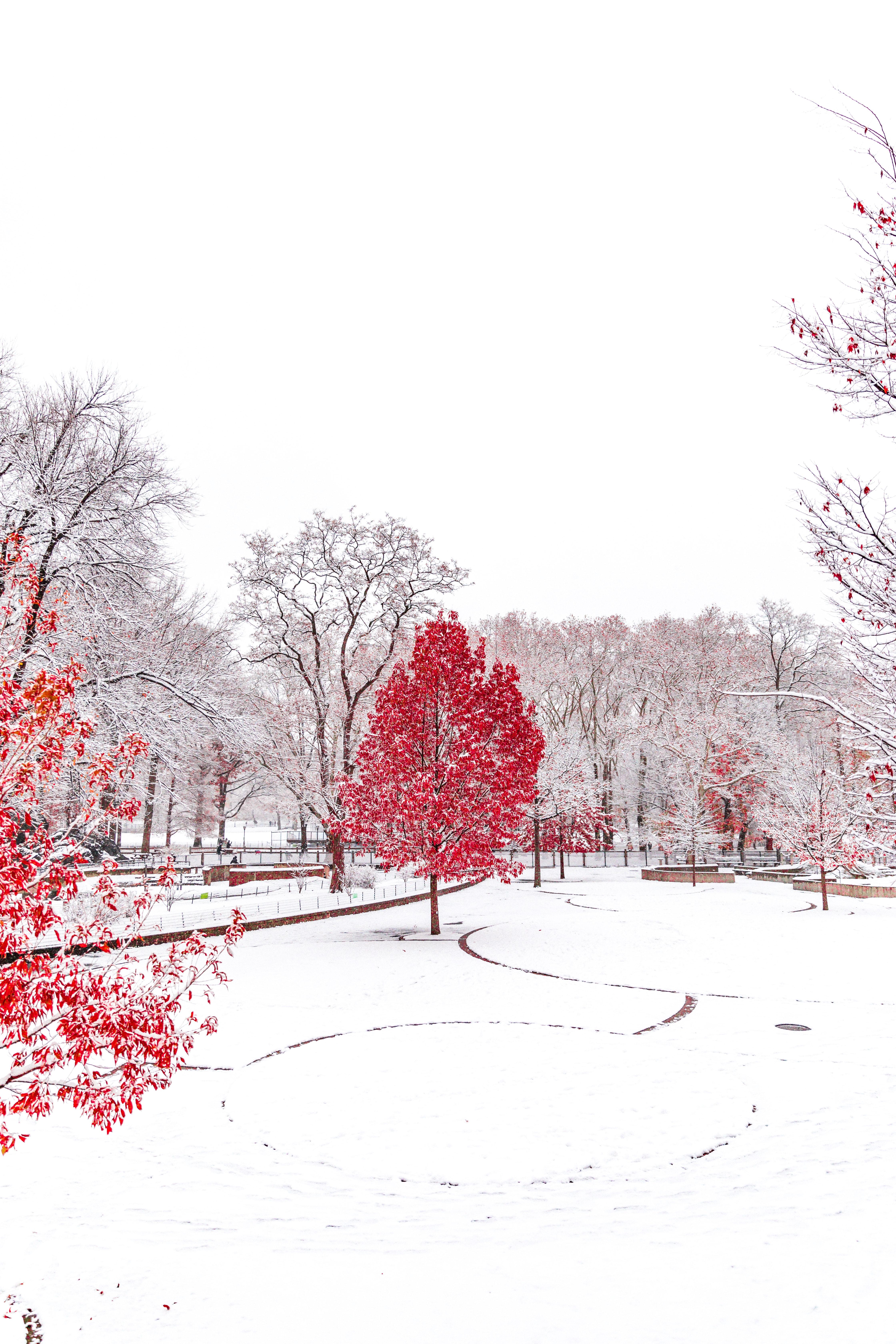 Download wallpaper 4480x6720 winter, trees, snow, park HD