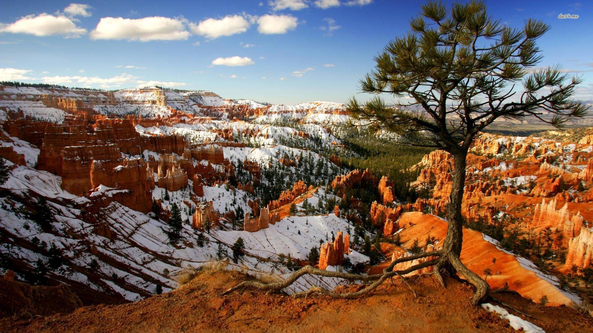 Snow in Bryce Canyon National Park wallpaper