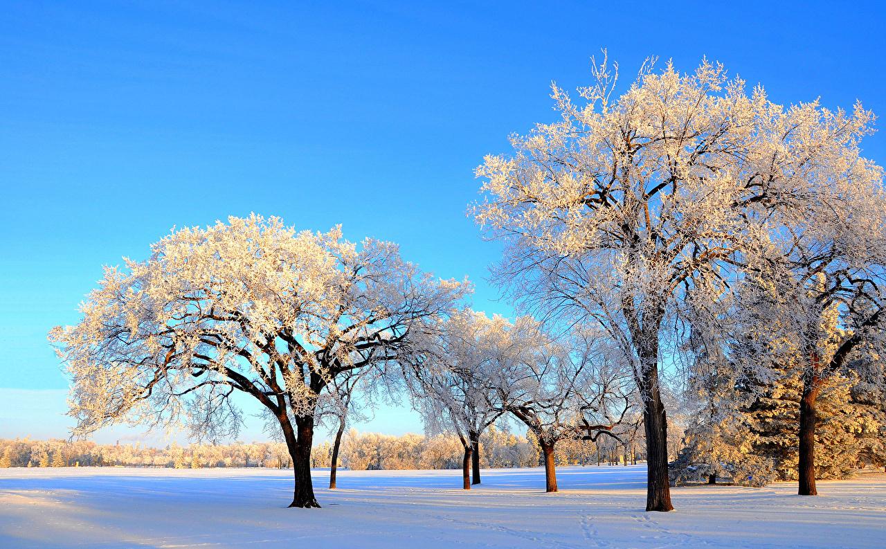 Desktop Wallpaper Nature Winter Snow park Trees