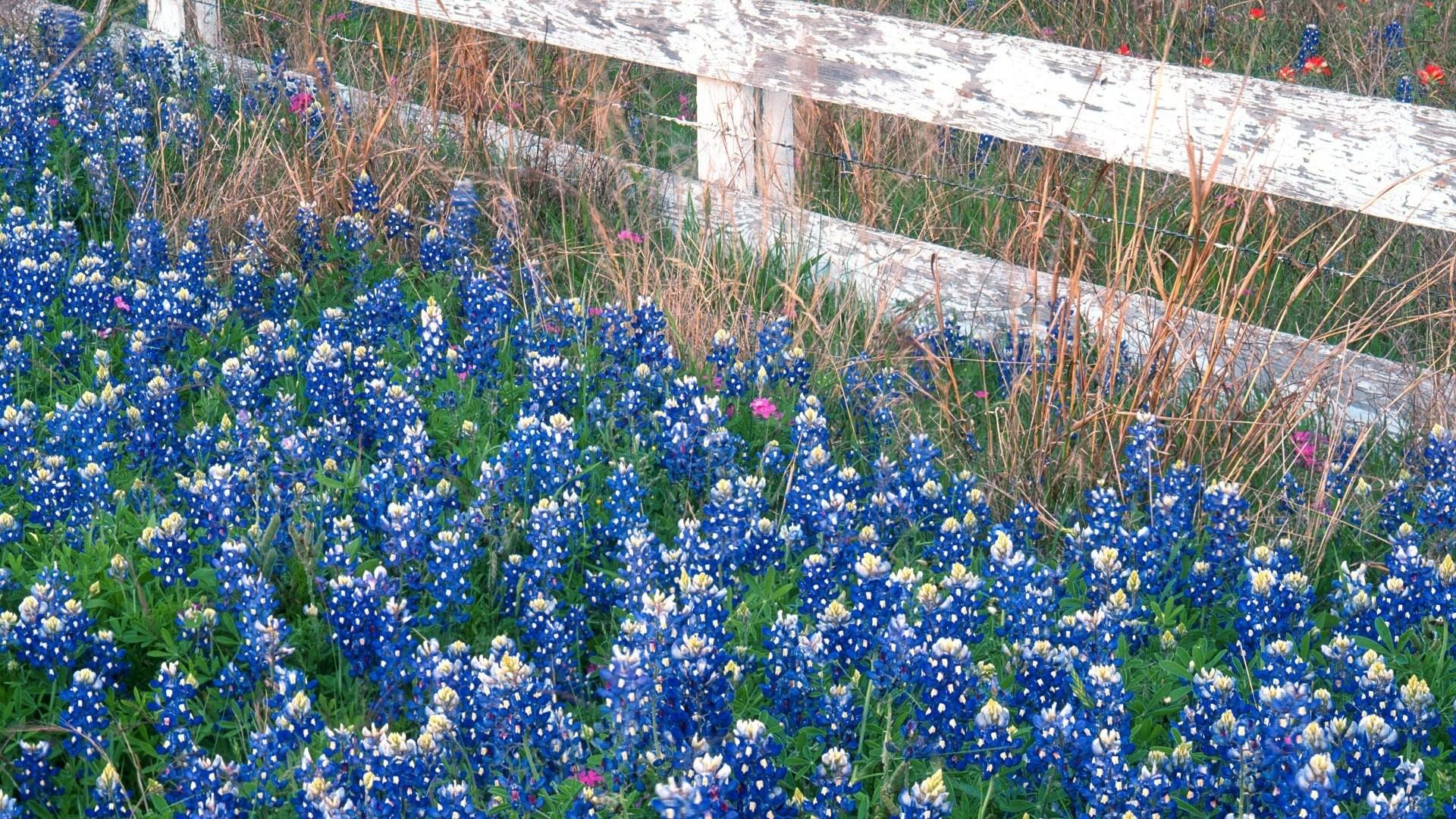 Texas, HD Flower Wallpaper, Colors, Mobile Wallpaper