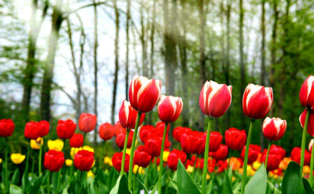 Red Tulips Wallpaper Flowers