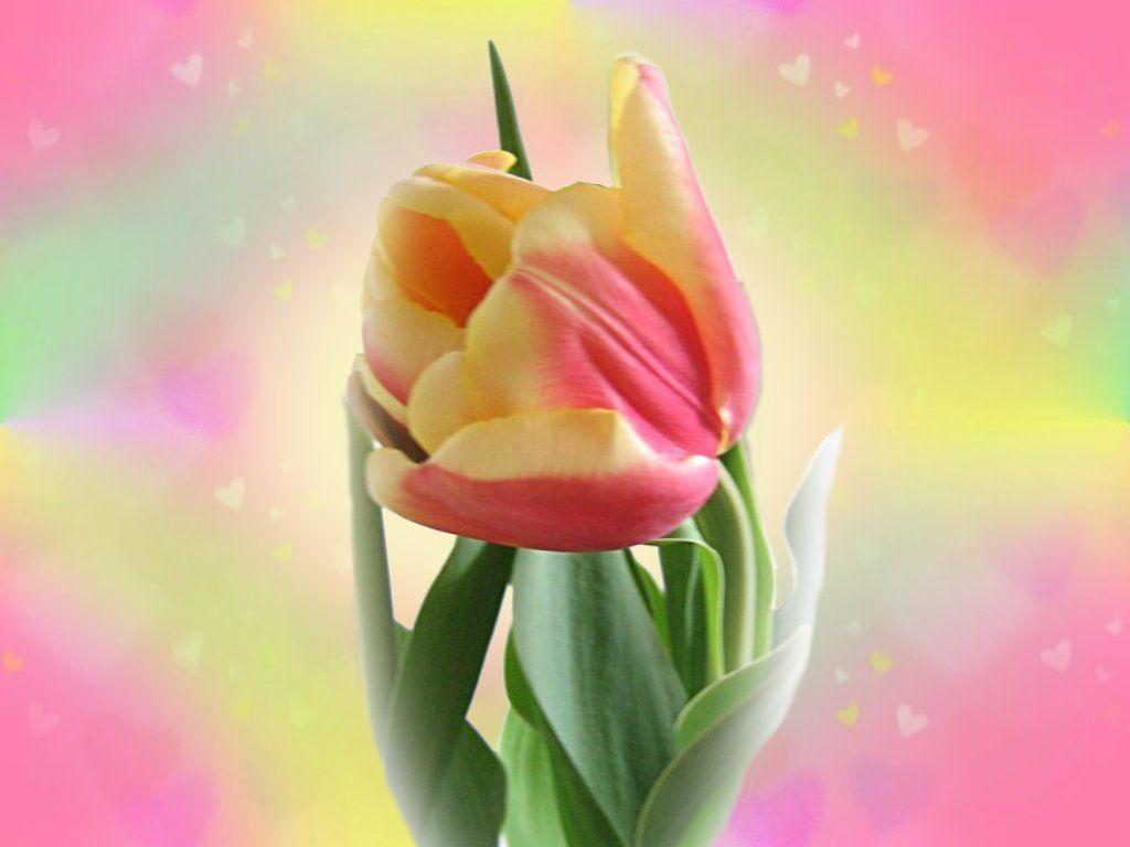 Beautiful Tulip Flowers HD Wallpaper FLOWERS. Wallpaper