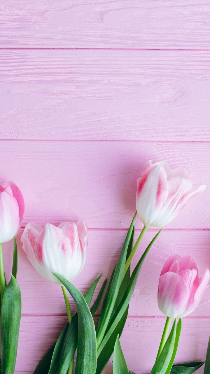 Tulips  Colorful flowers Blue Sky Spring Flowers iphone 13 spring HD  phone wallpaper  Pxfuel