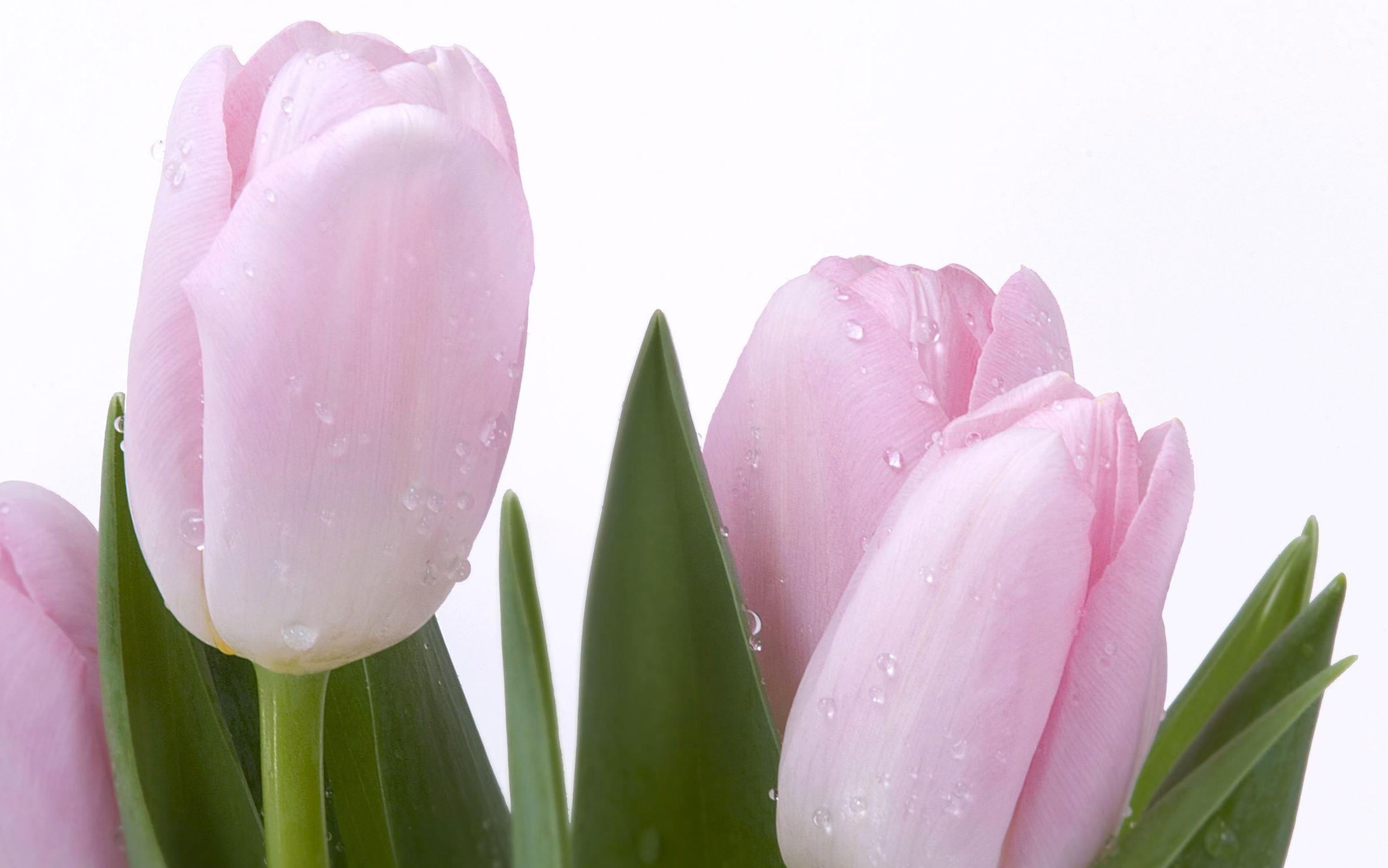 Fresh, Pink, Tulips, Flower Wallpaper, Nature Image