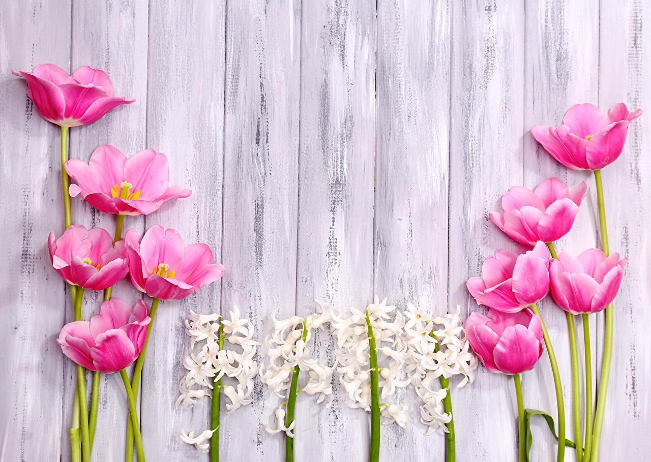 Wallpaper tulip Flowers Hyacinths