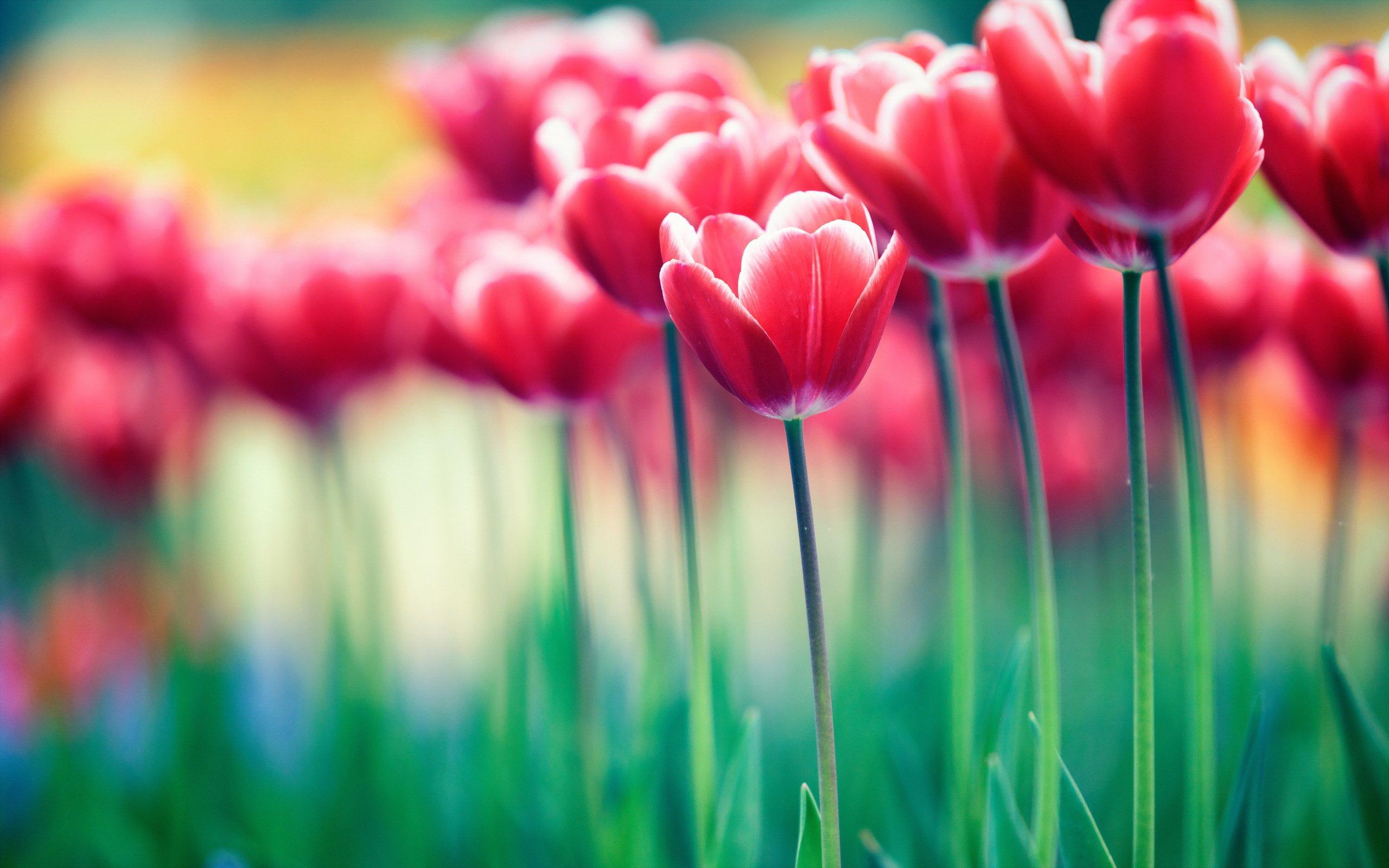 Red Tulips White Crocus Flowers Wallpaper. PNG Transparent