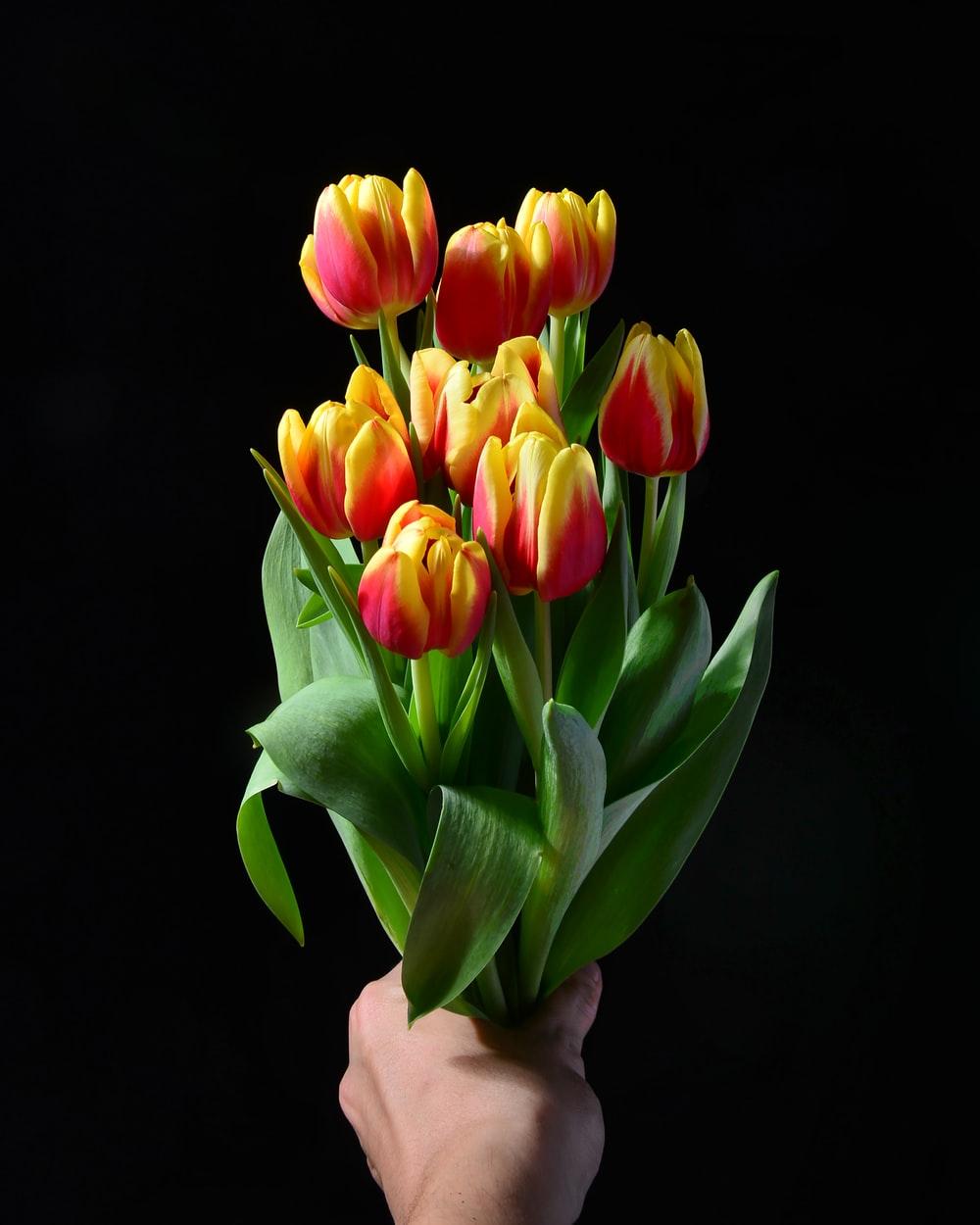 Person Holding Yellow And Red Tulip Flowers Photo