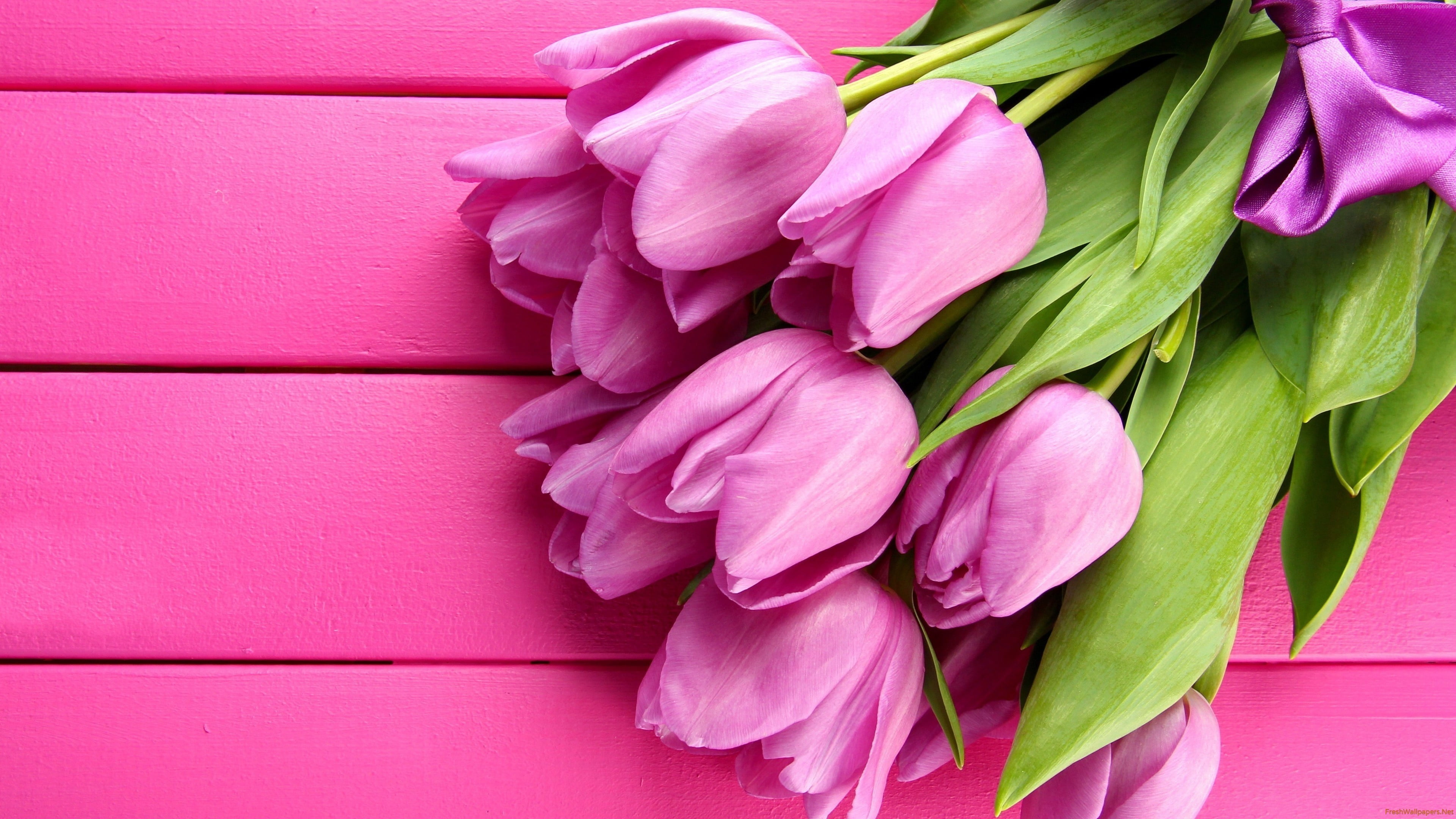 Pink tulips, flowers, tulips, 4k HD wallpaper