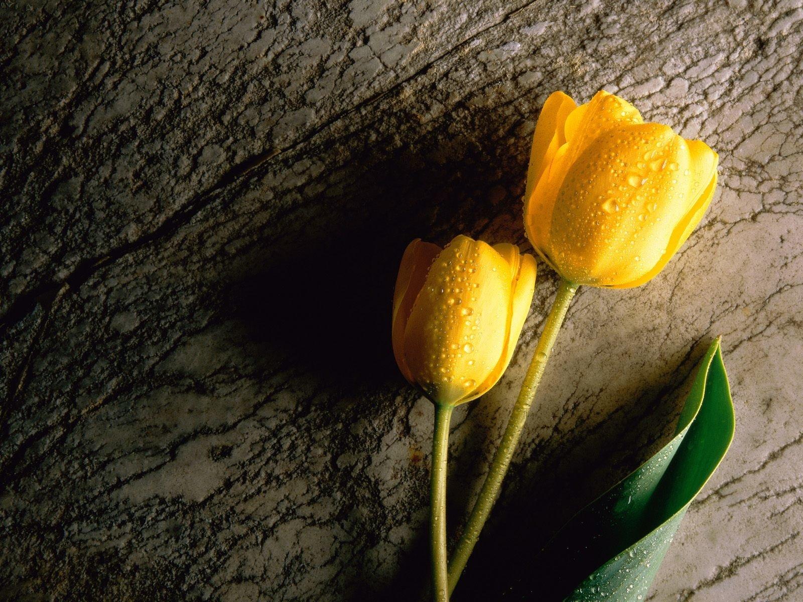 Yellow Tulips Wallpaper and Background Imagex1200