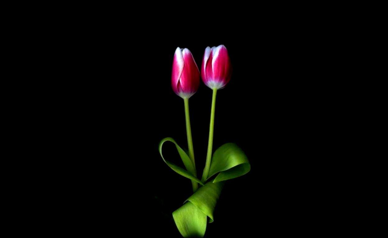 Flowers Pink Tulips Nature HD Wallpaper