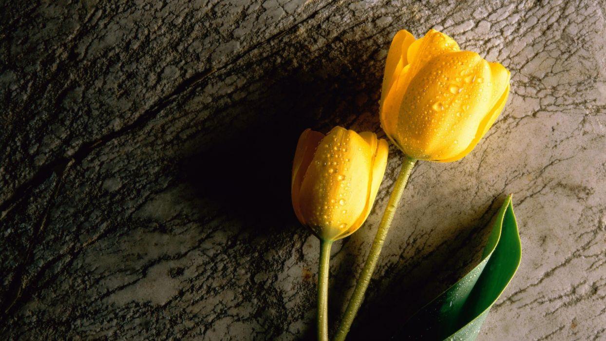 Flowers tulips yellow flowers wallpaperx1080