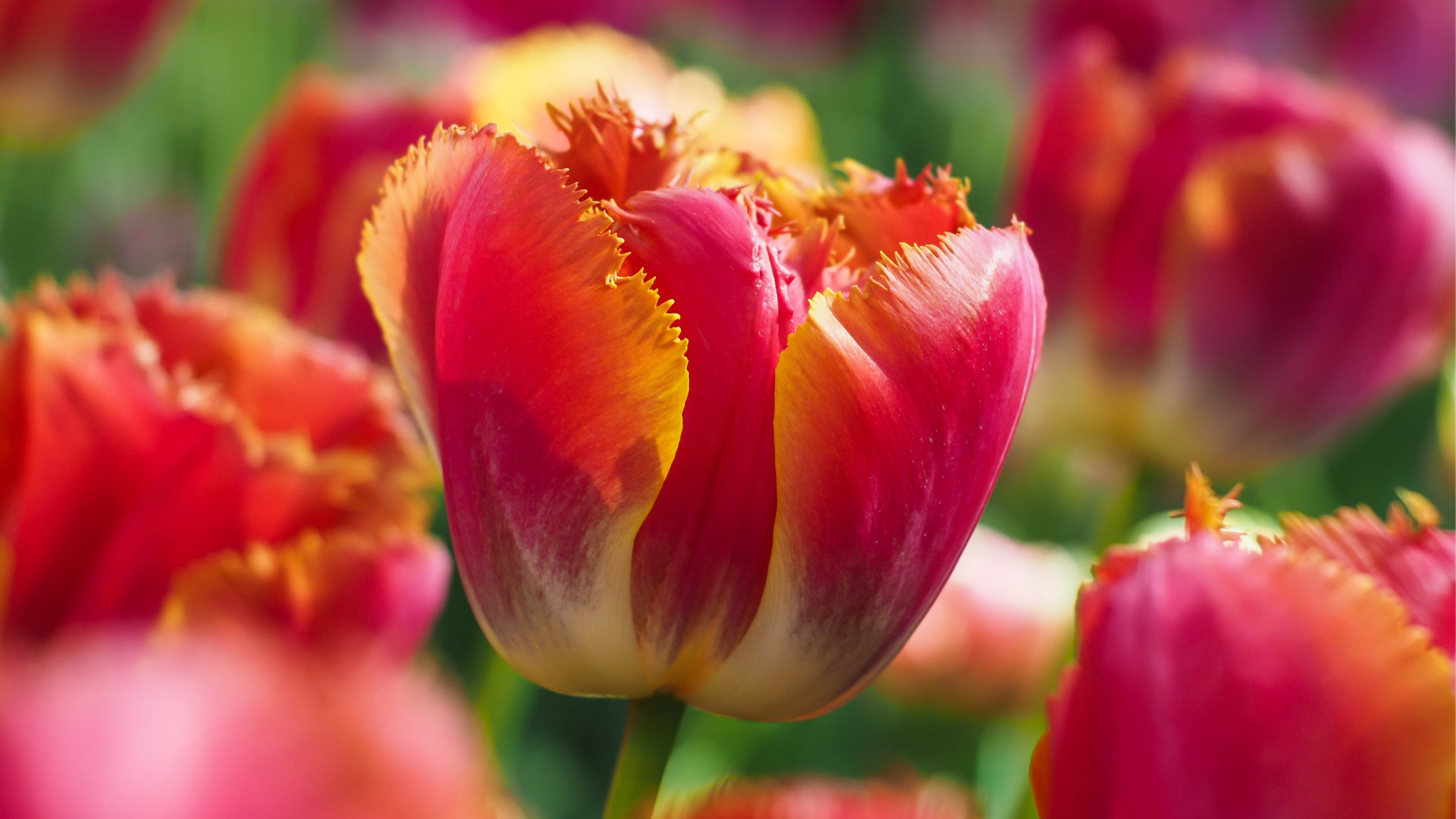 Tulip Flowers 5K Wallpaper in jpg format for free download