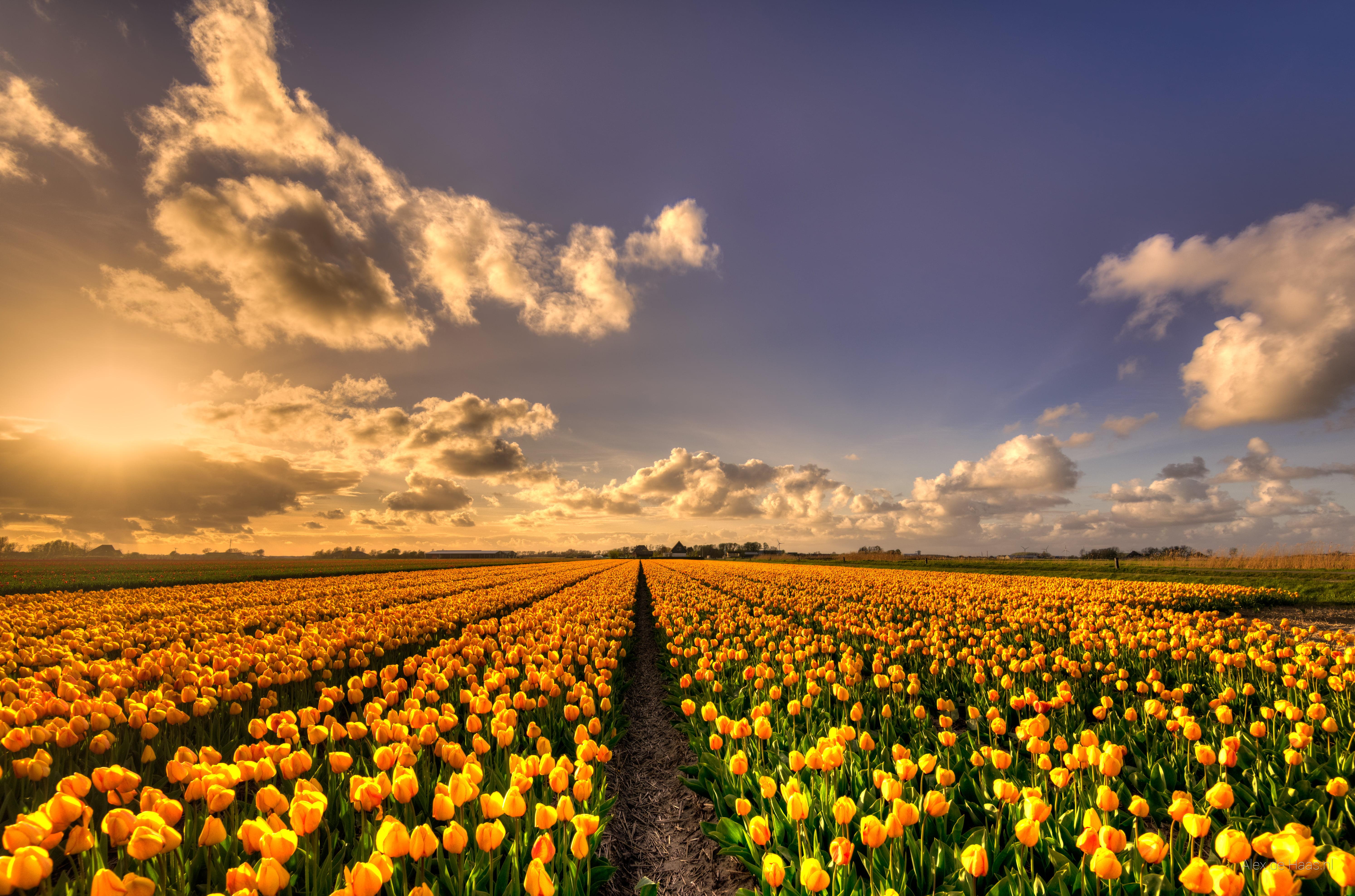Yellow tulip flowers plantation HD wallpaper