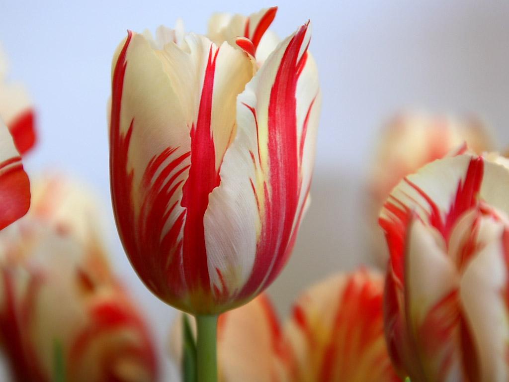 Tulip Flowers Wallpaper. Rose Wallpaper