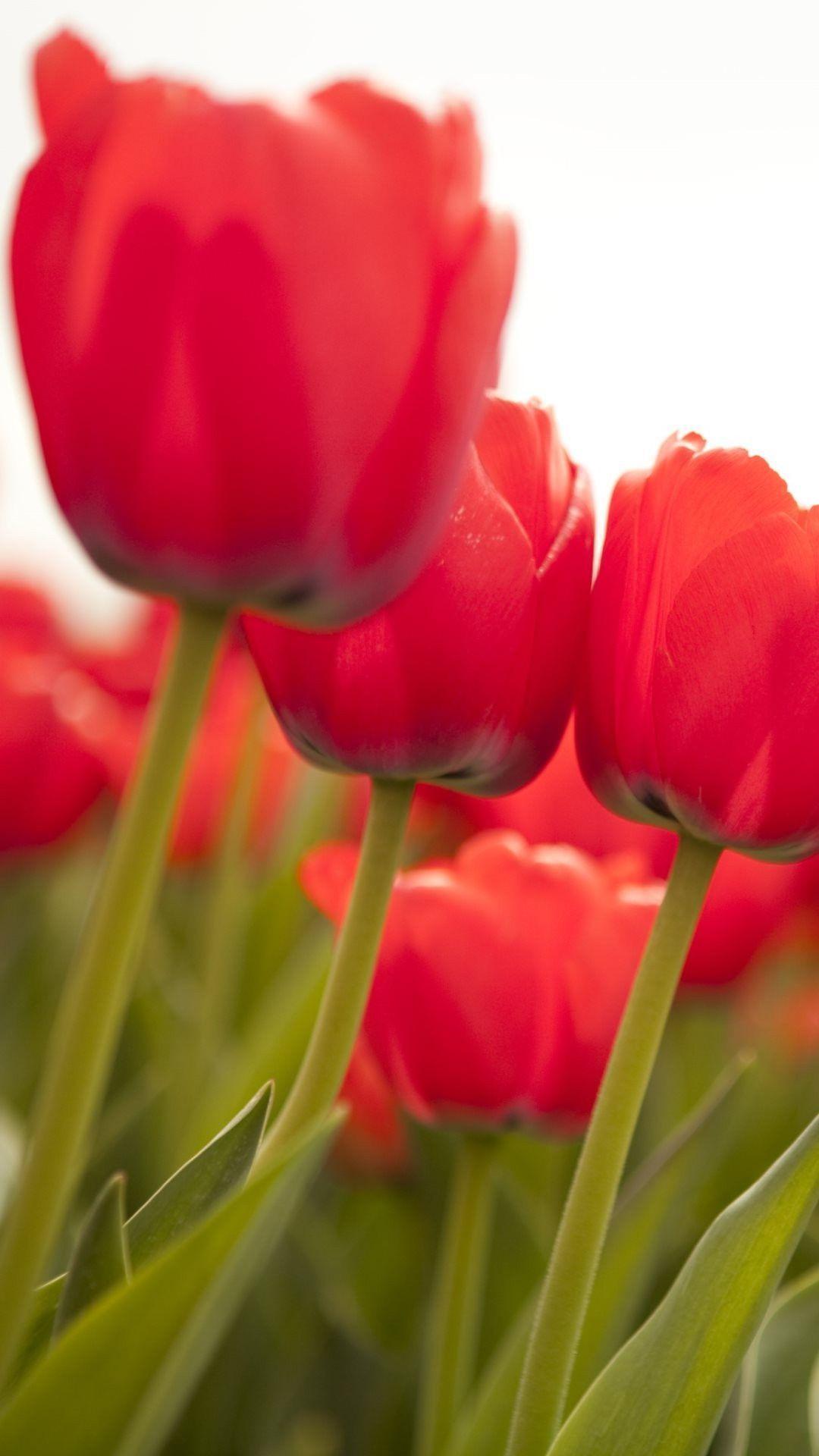 Tulip Flower Wallpaper HD (Wallpaper Background) for Android