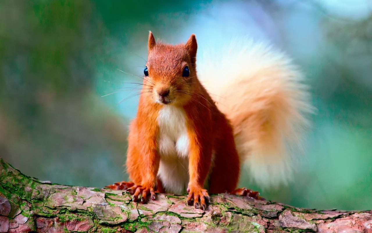Cute Red Squirrel wallpaper. Cute Red Squirrel