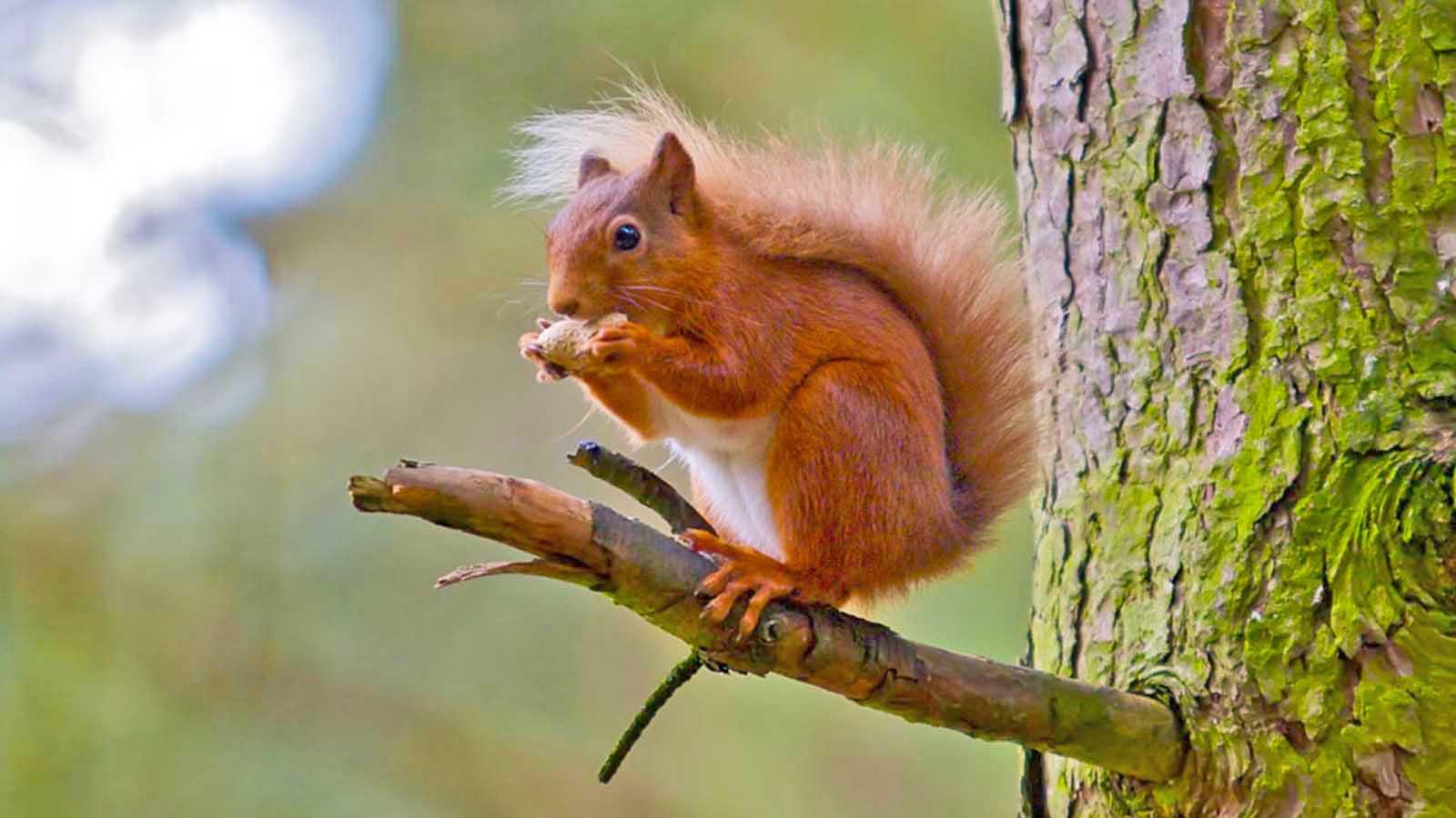 HD Red Squirrel Wallpaper