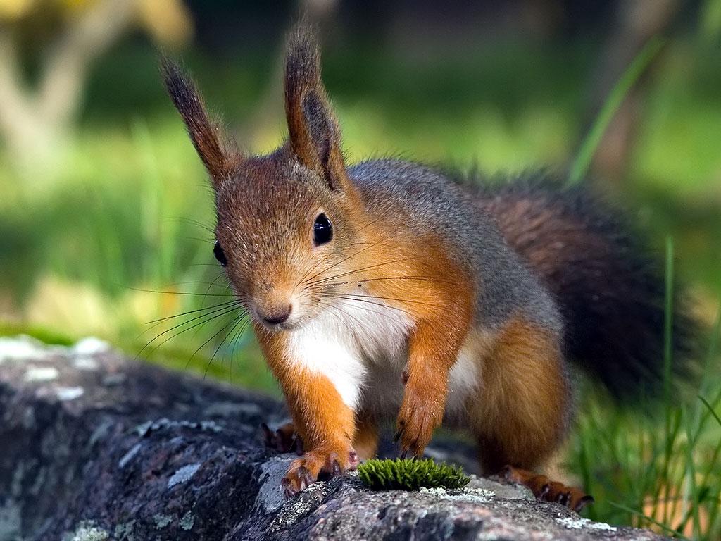 Awesome Squirrel wallpaperx768