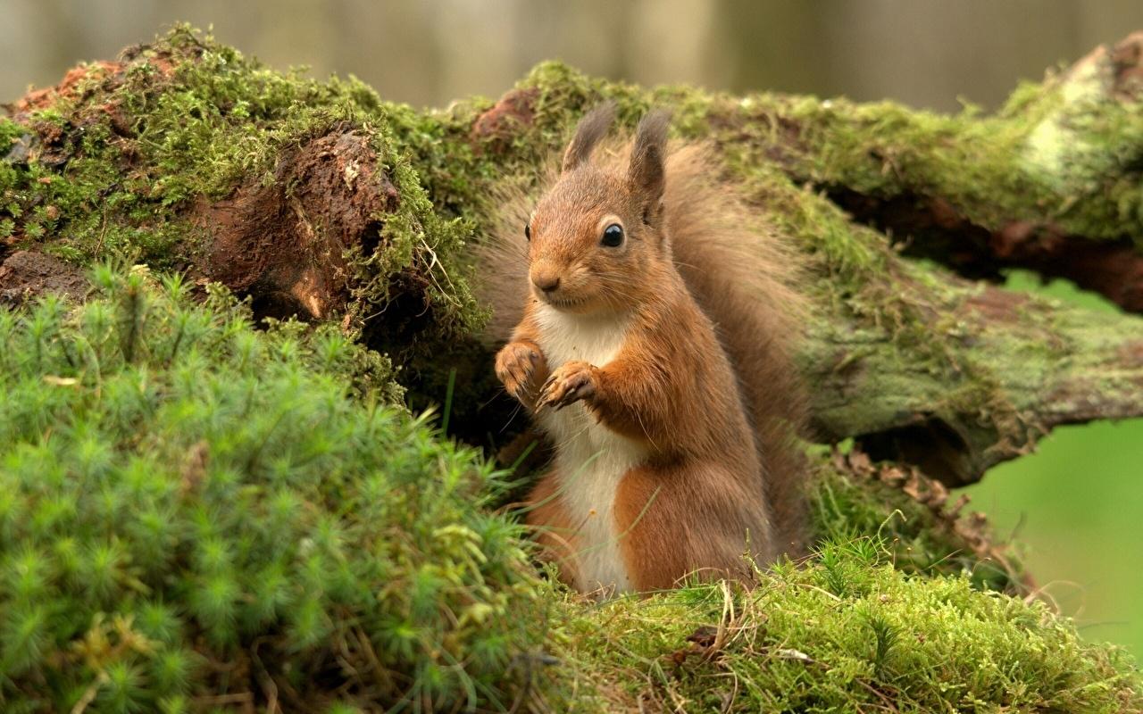 Desktop Wallpaper Squirrels Rodents Moss Animals