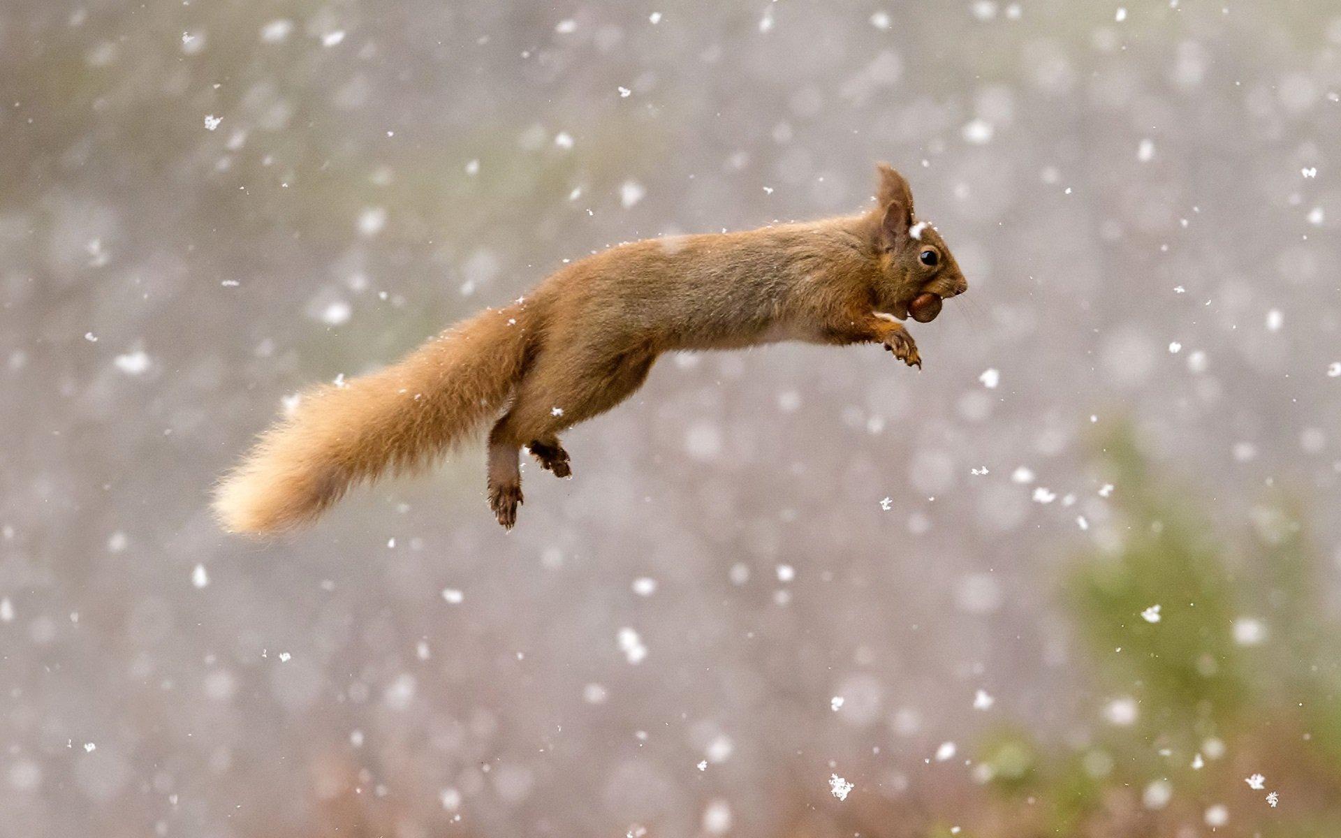 Red Squirrel HD Wallpaper and Background Image