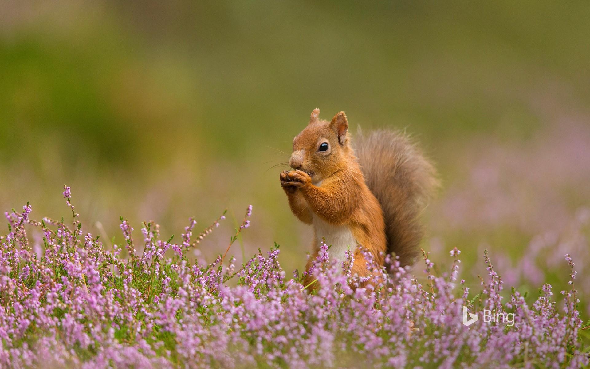 Red squirrel in heather, Scotland © Christopher Drabble