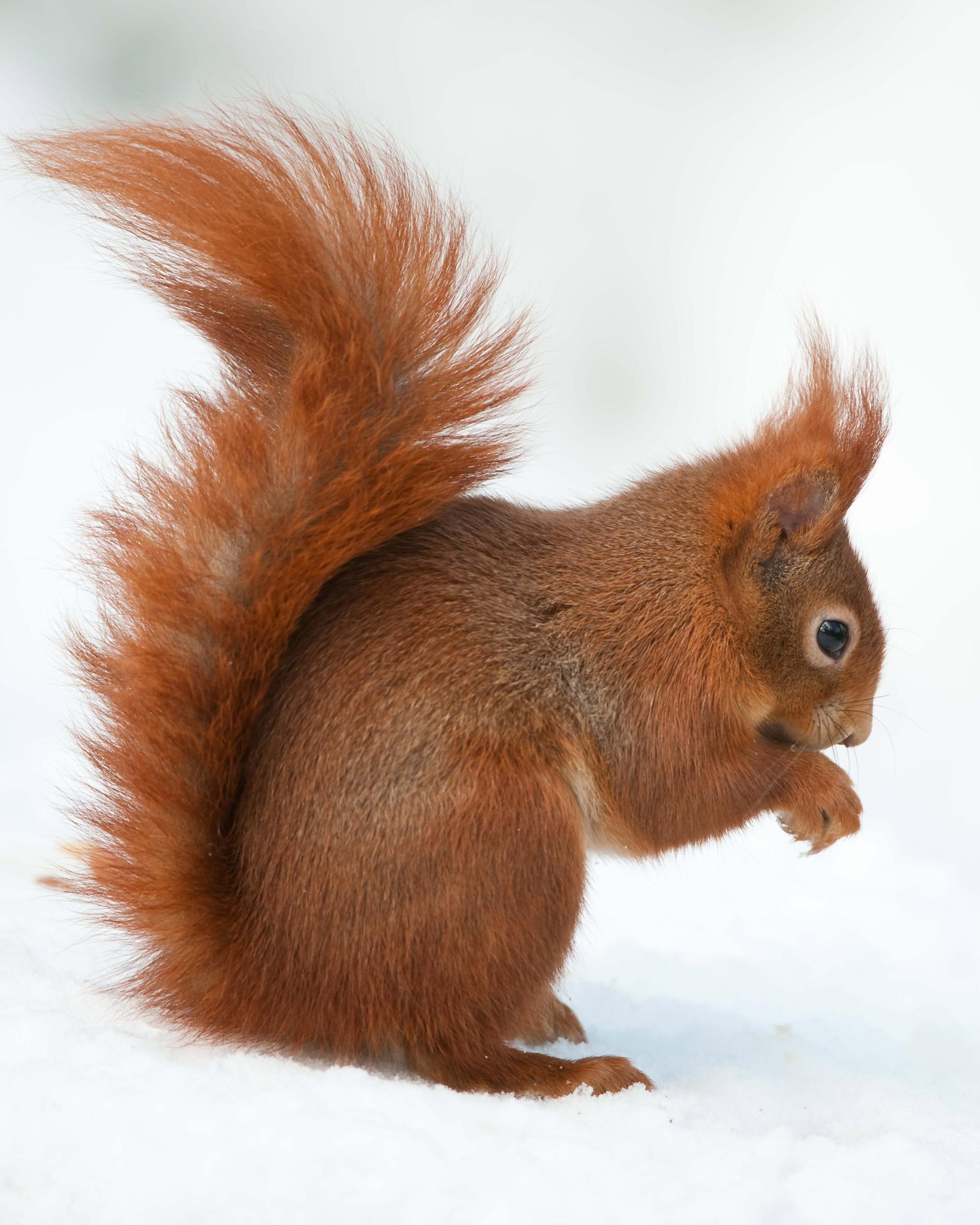 Best HD Red Squirrel Wallpaper