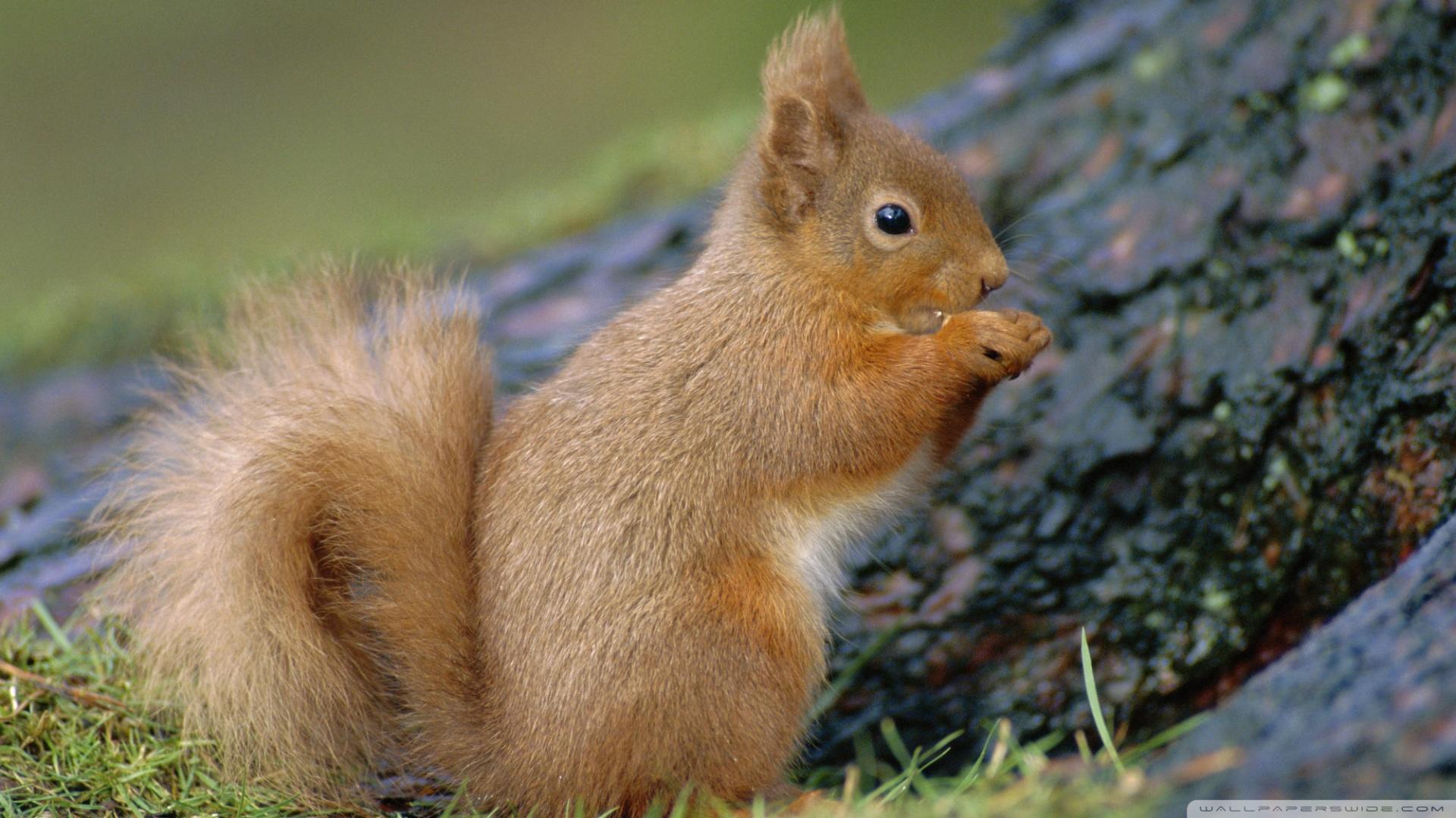 Portrait Of Red Squirrel Eating Sciurus Vulgaris Scotland Uk