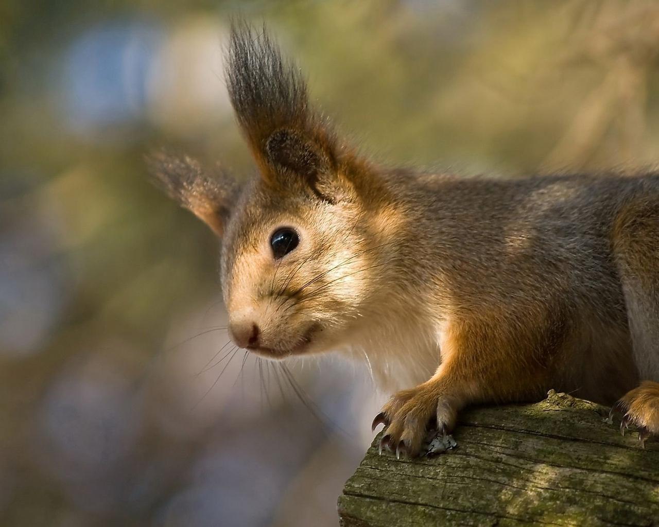 Download wallpaper 1280x1024 red, squirrel, ears, funny