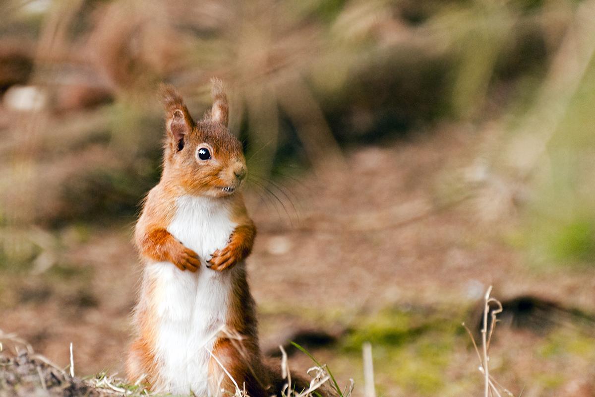 Red Squirrel wallpaper, Animal, HQ Red Squirrel picture